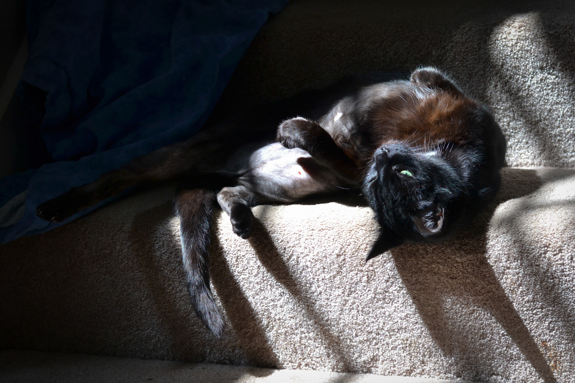 Feline photography