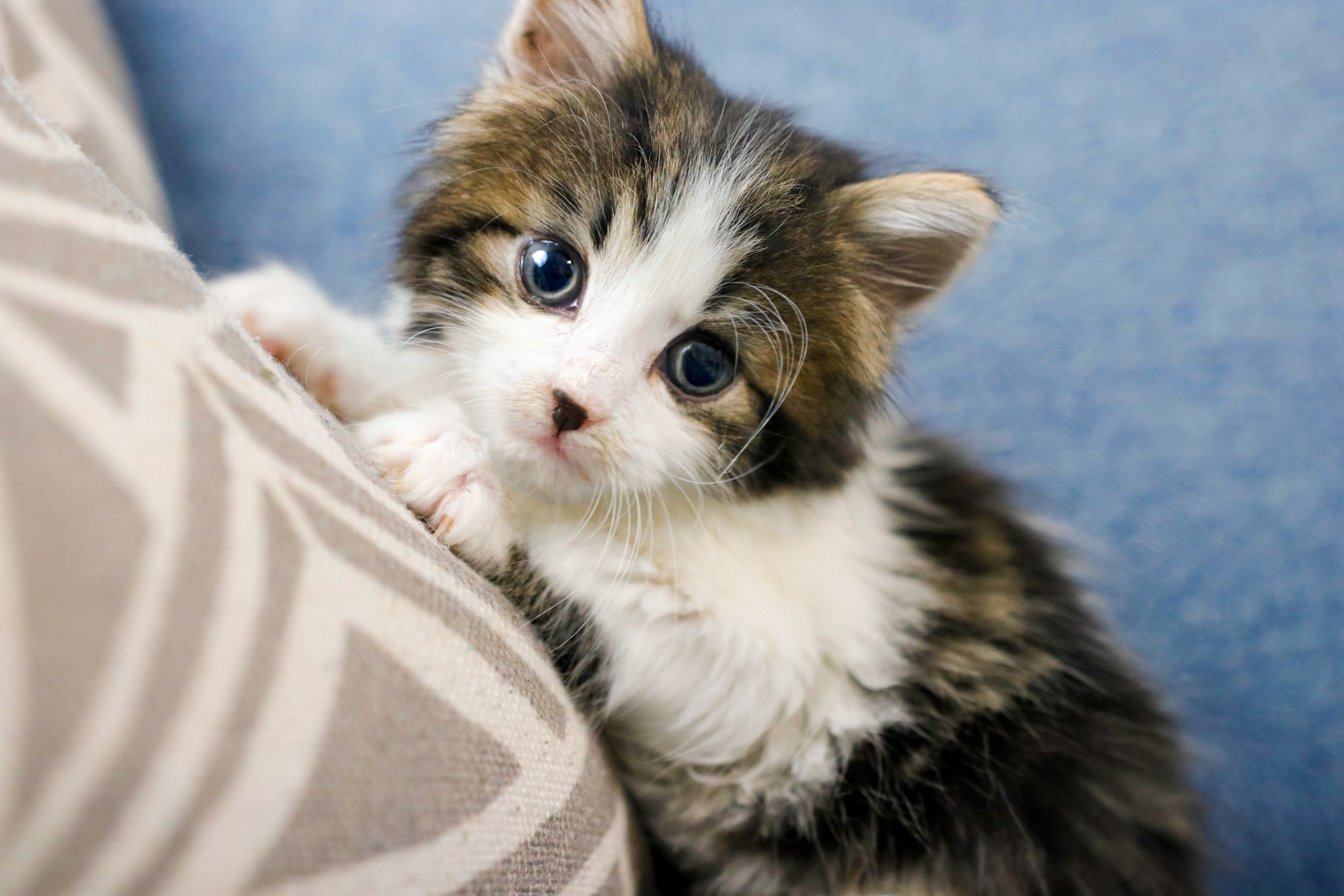 Kitten photography