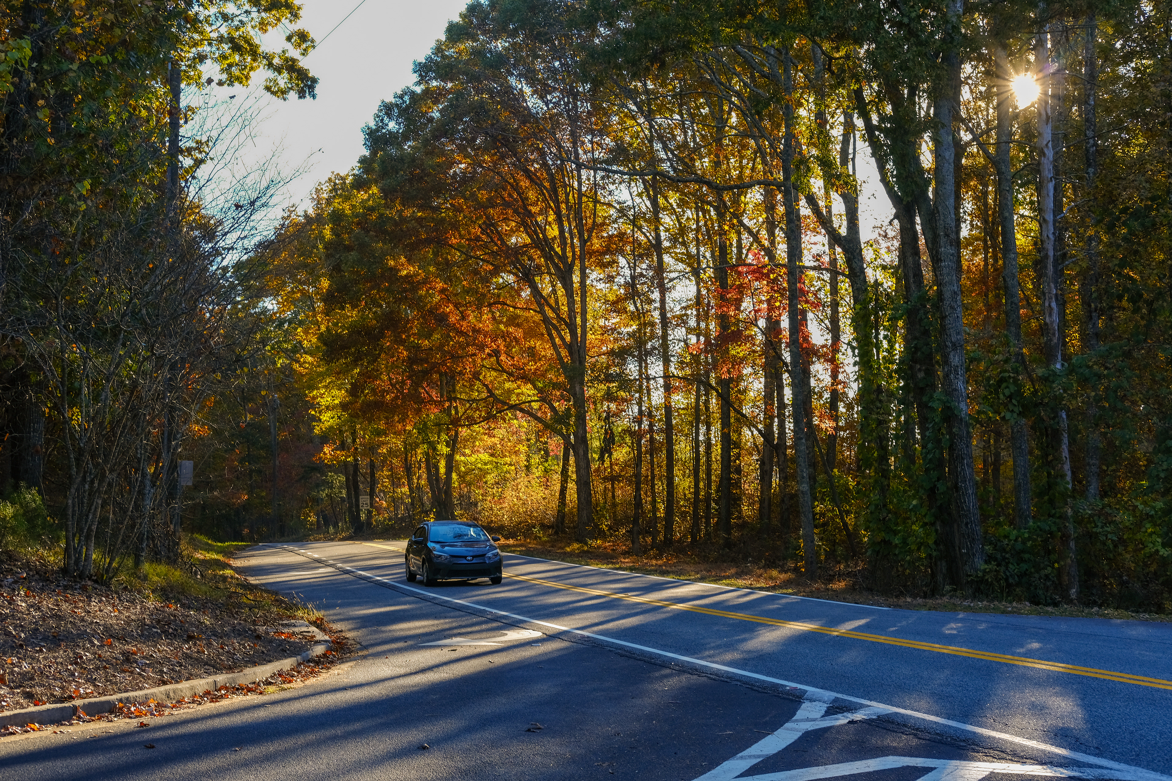 Fall trees and light shining through the trees