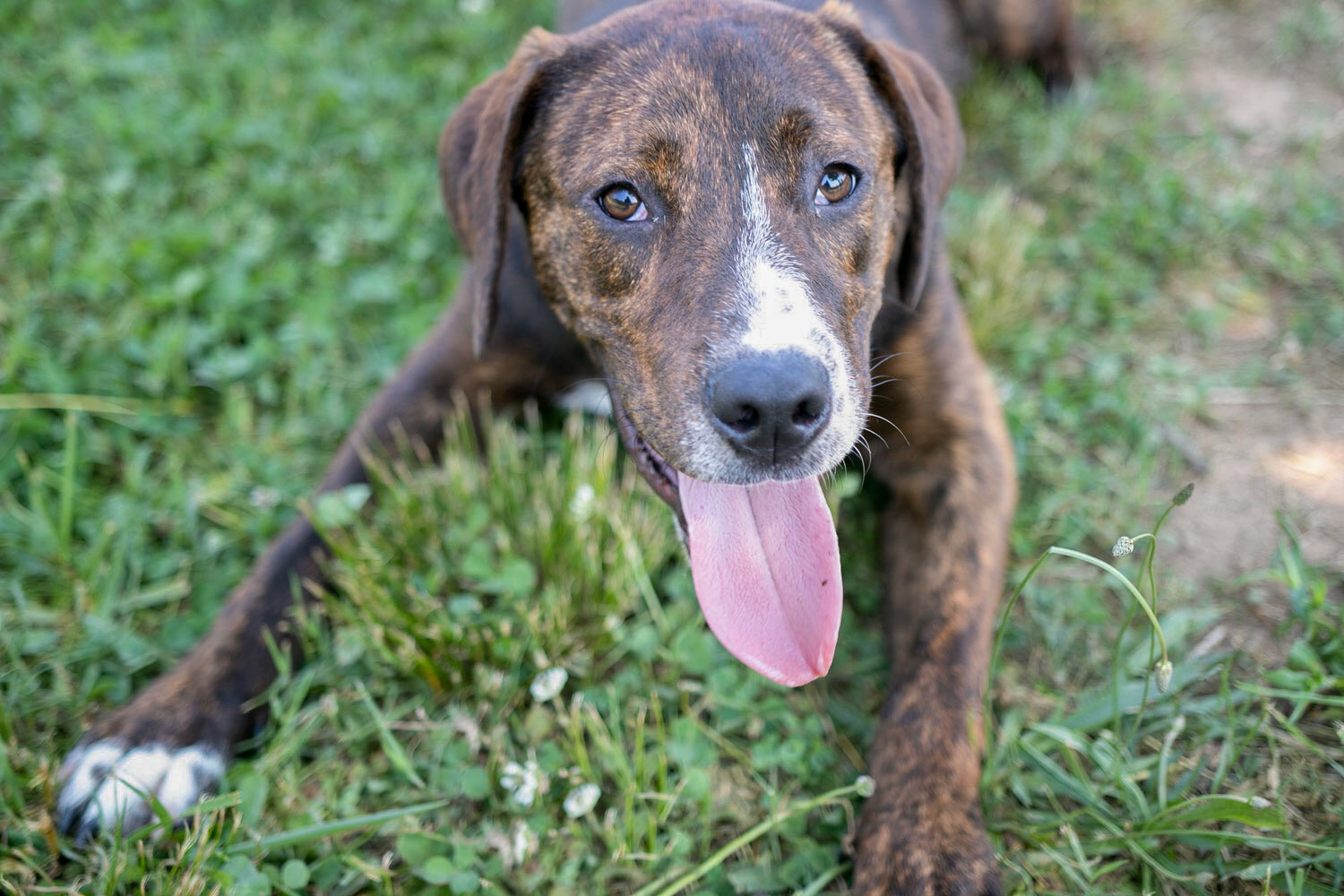 Canine photography