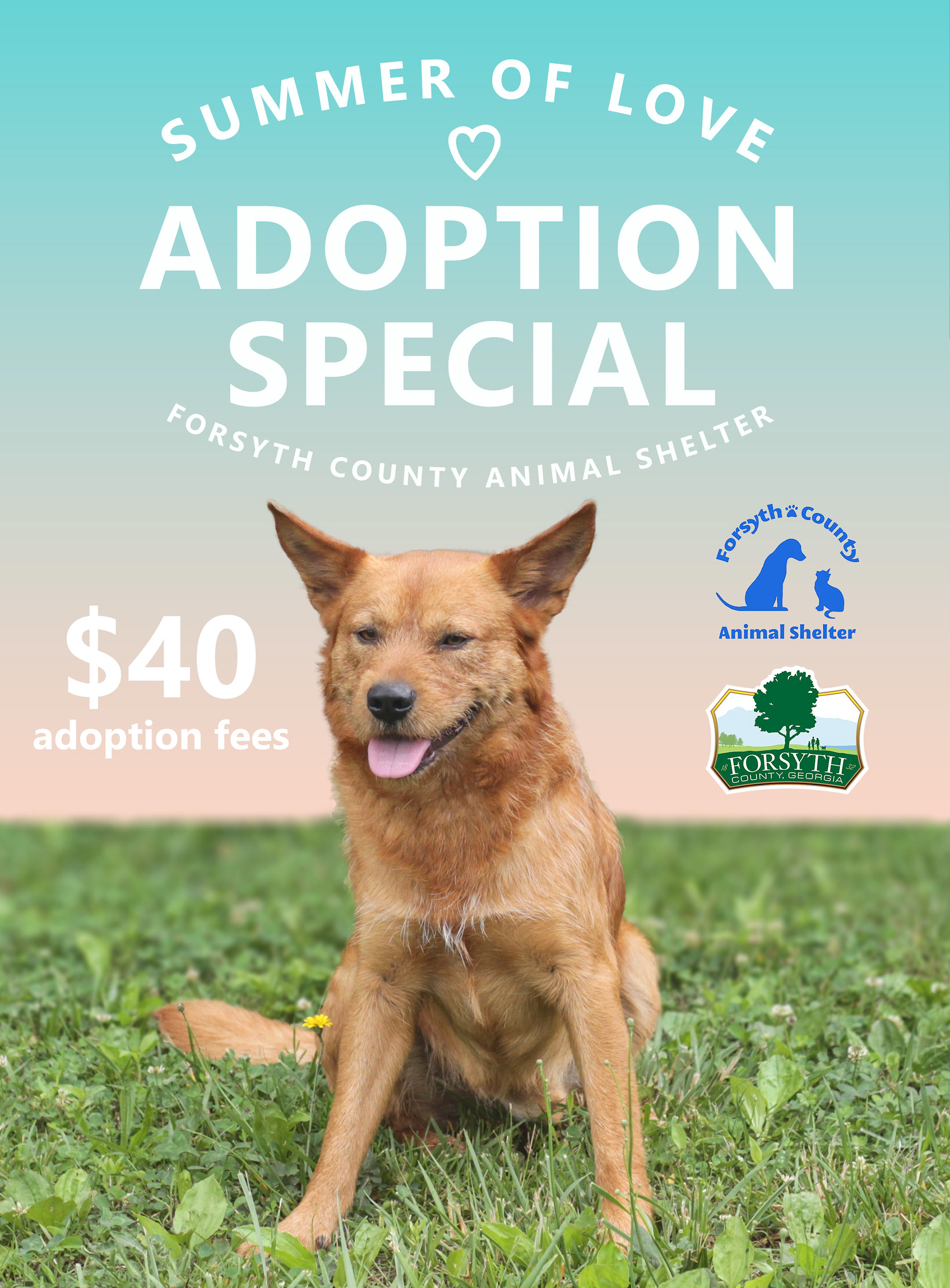 Large poster created for summer long adoption special at the county's animal shelter