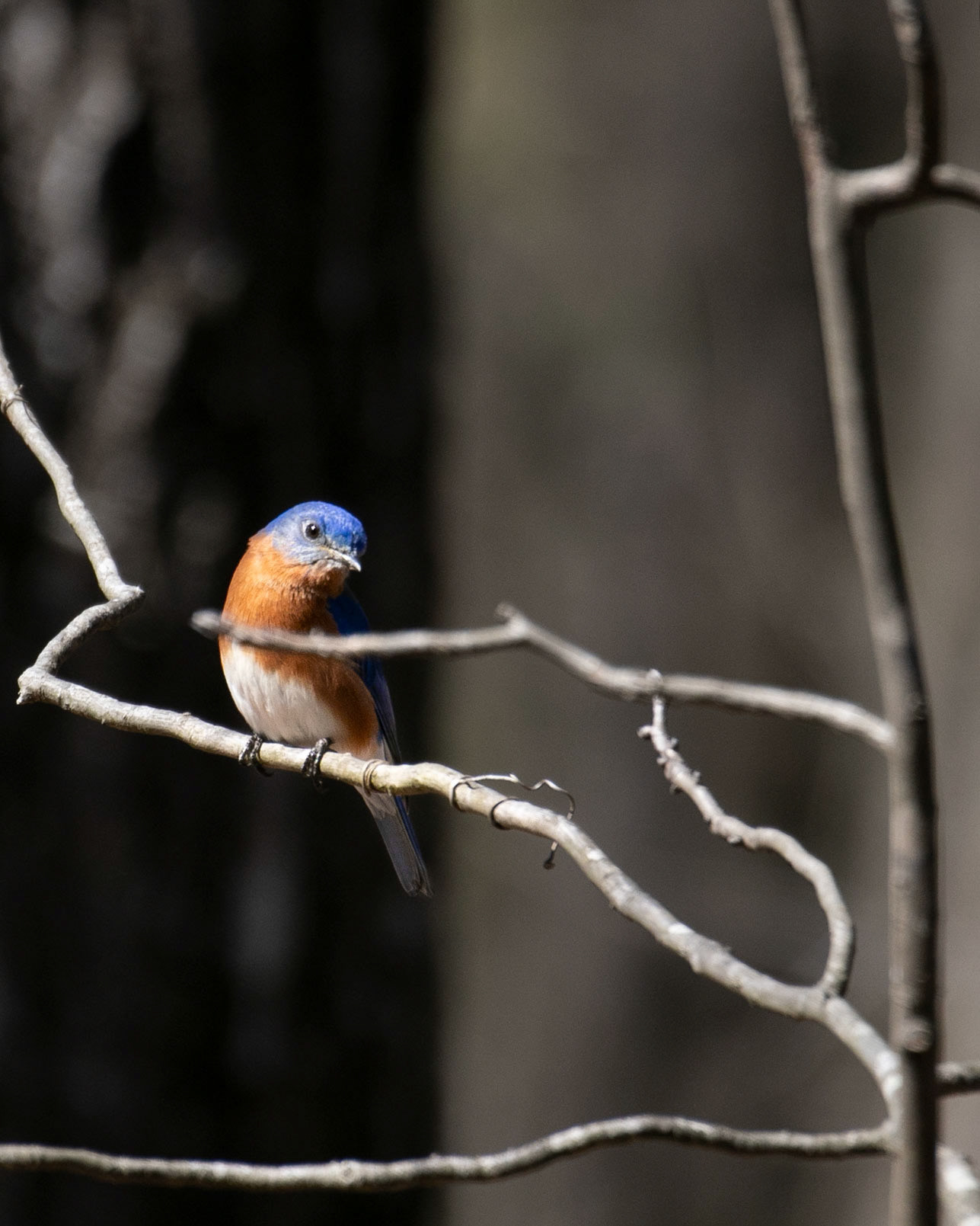 Bird photography