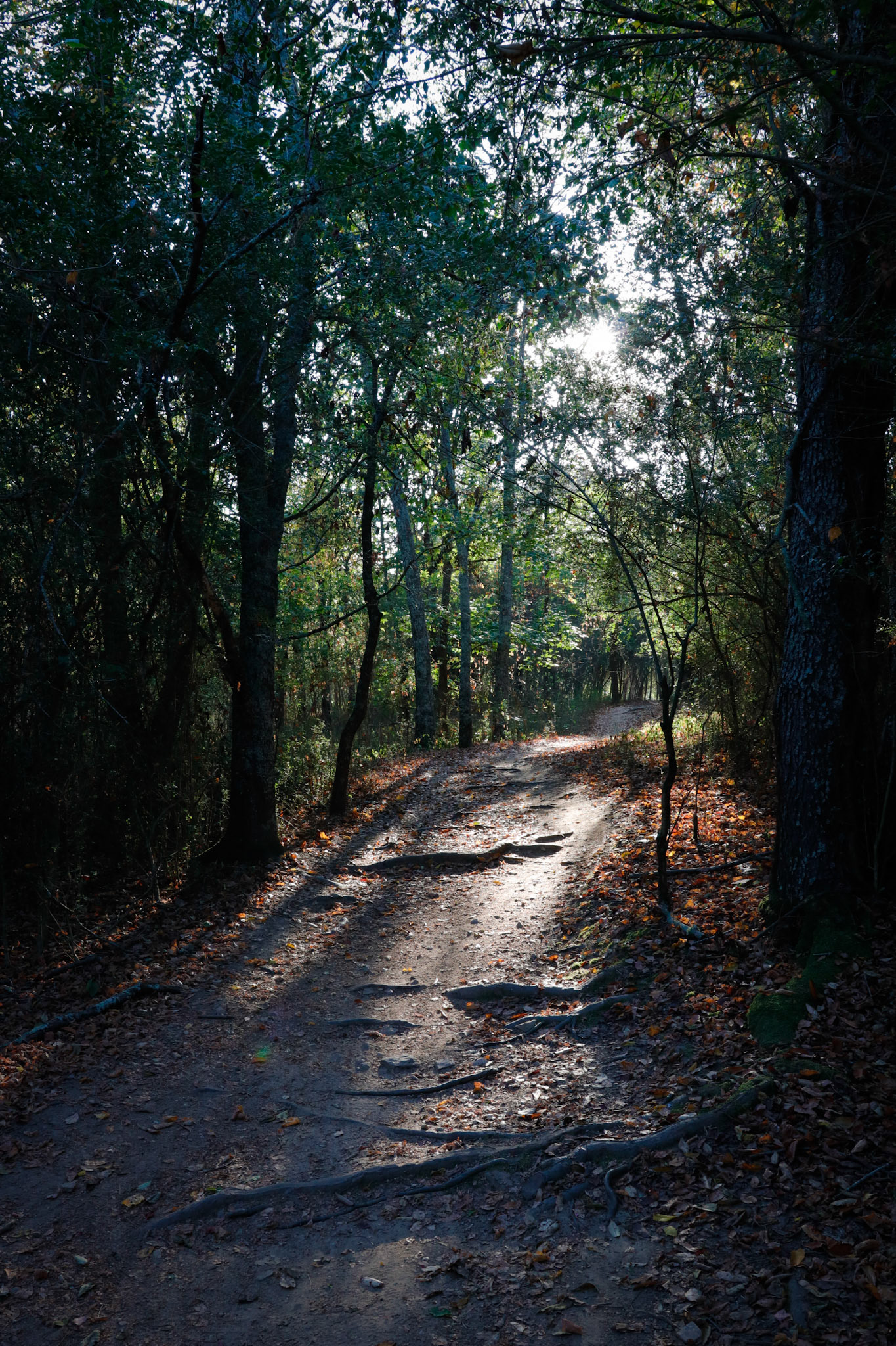 Early sunlight on the trail at Haw Creek Park