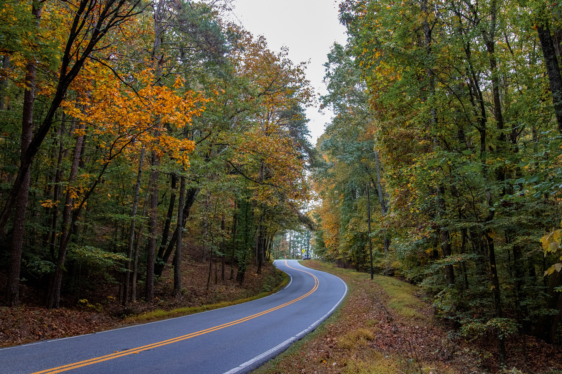 Fall colors along Bettis Tribble Gap road