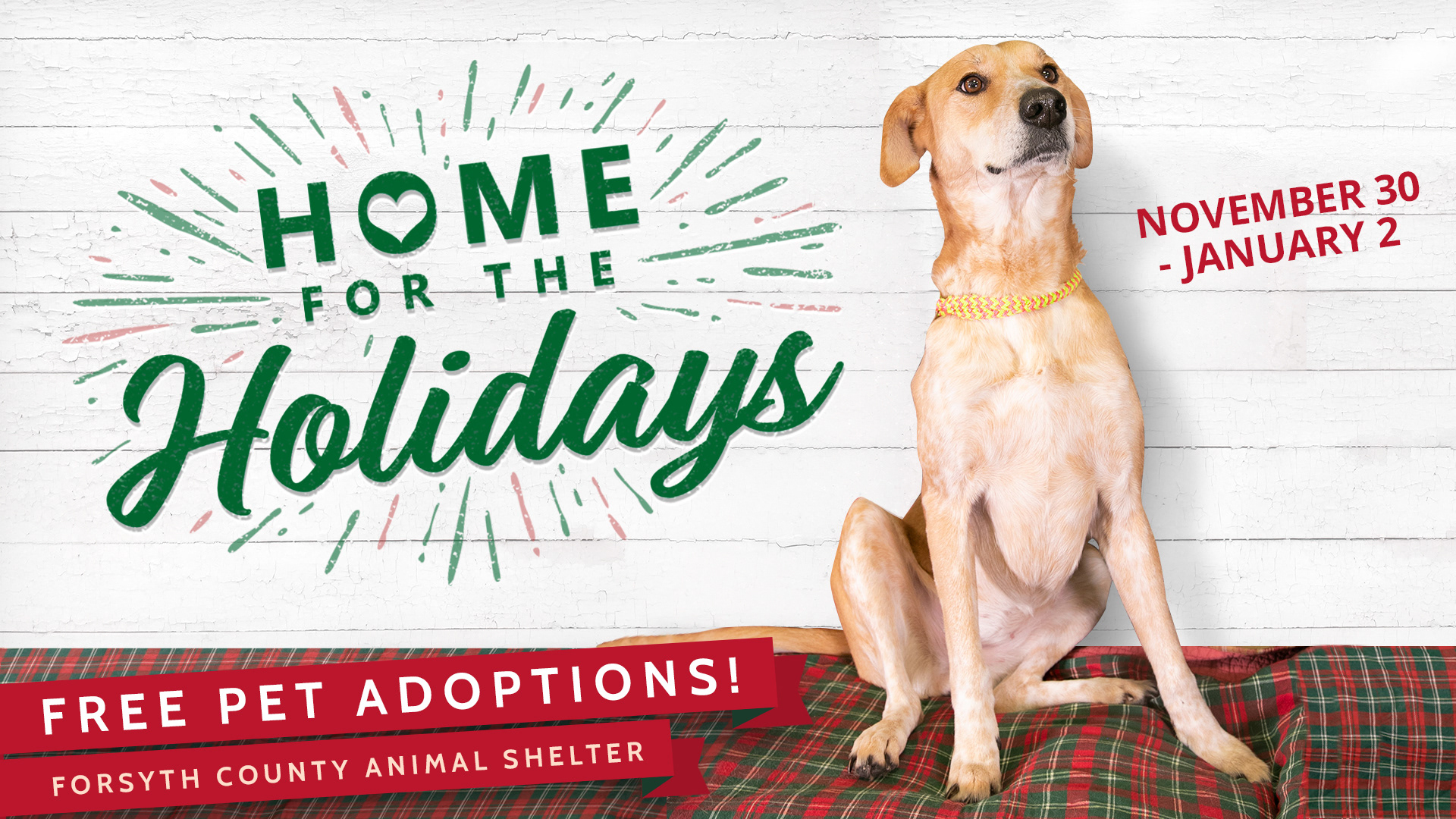 Graphic + logo for Forsyth County Animal Shelter's holiday adoption promotion
