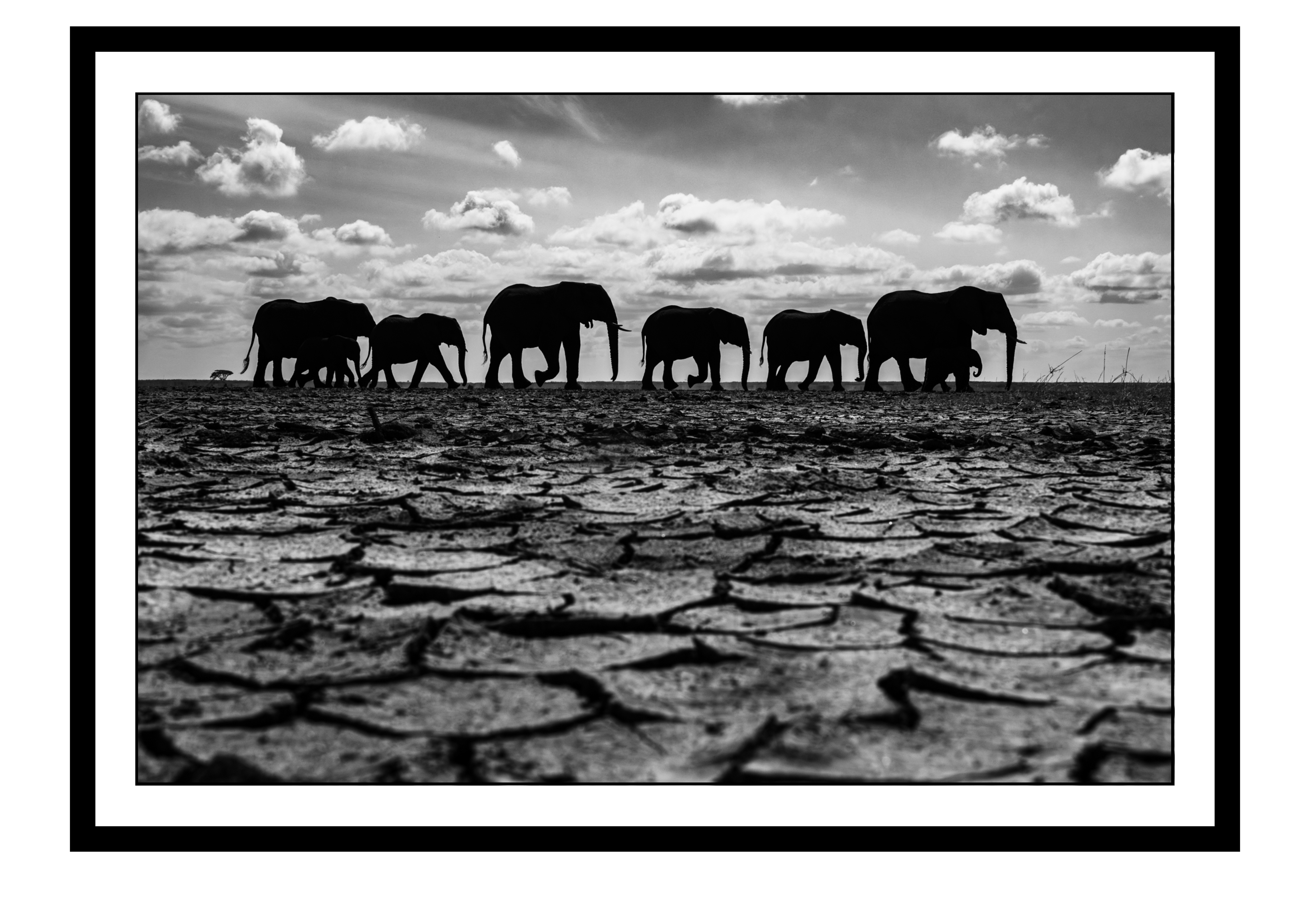 March of the Survival
