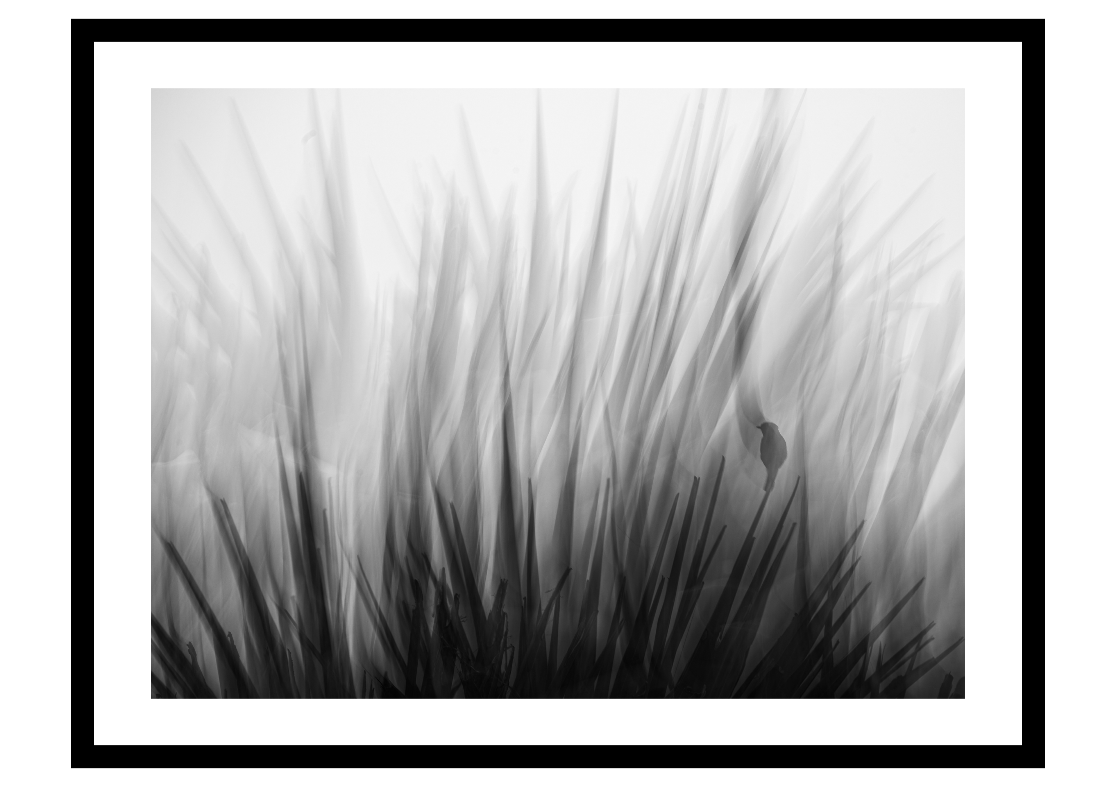 Ghost in the Thicket