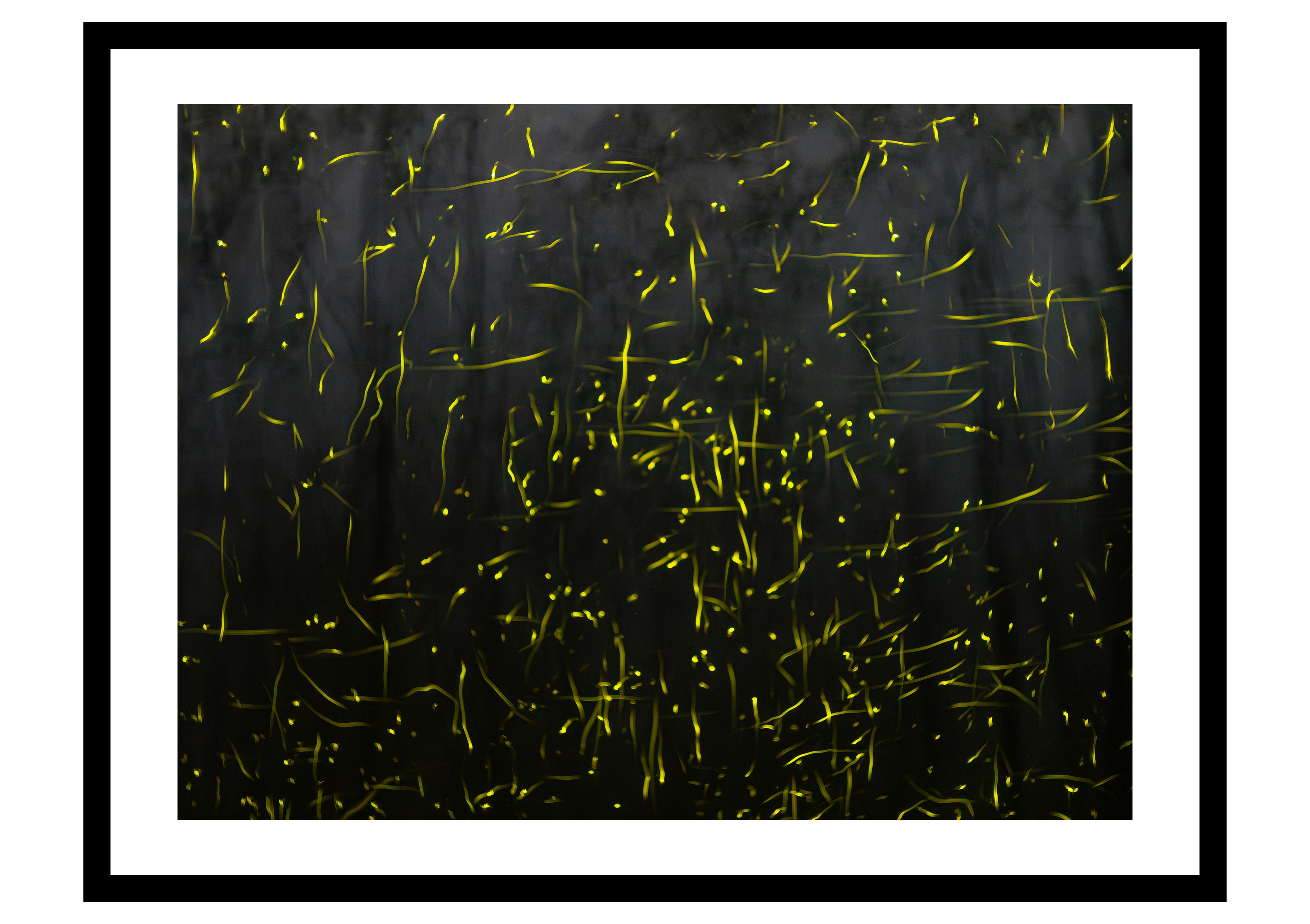 Lucid Flickers