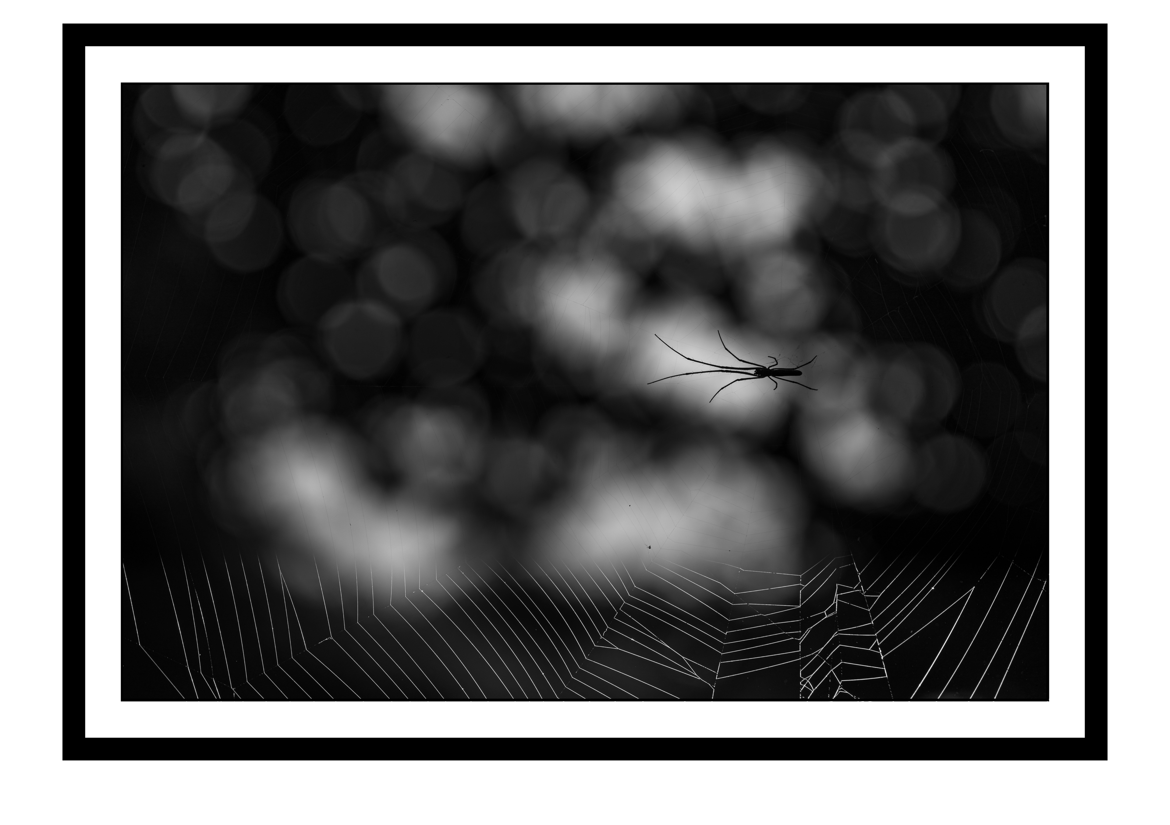 Silent Weaver