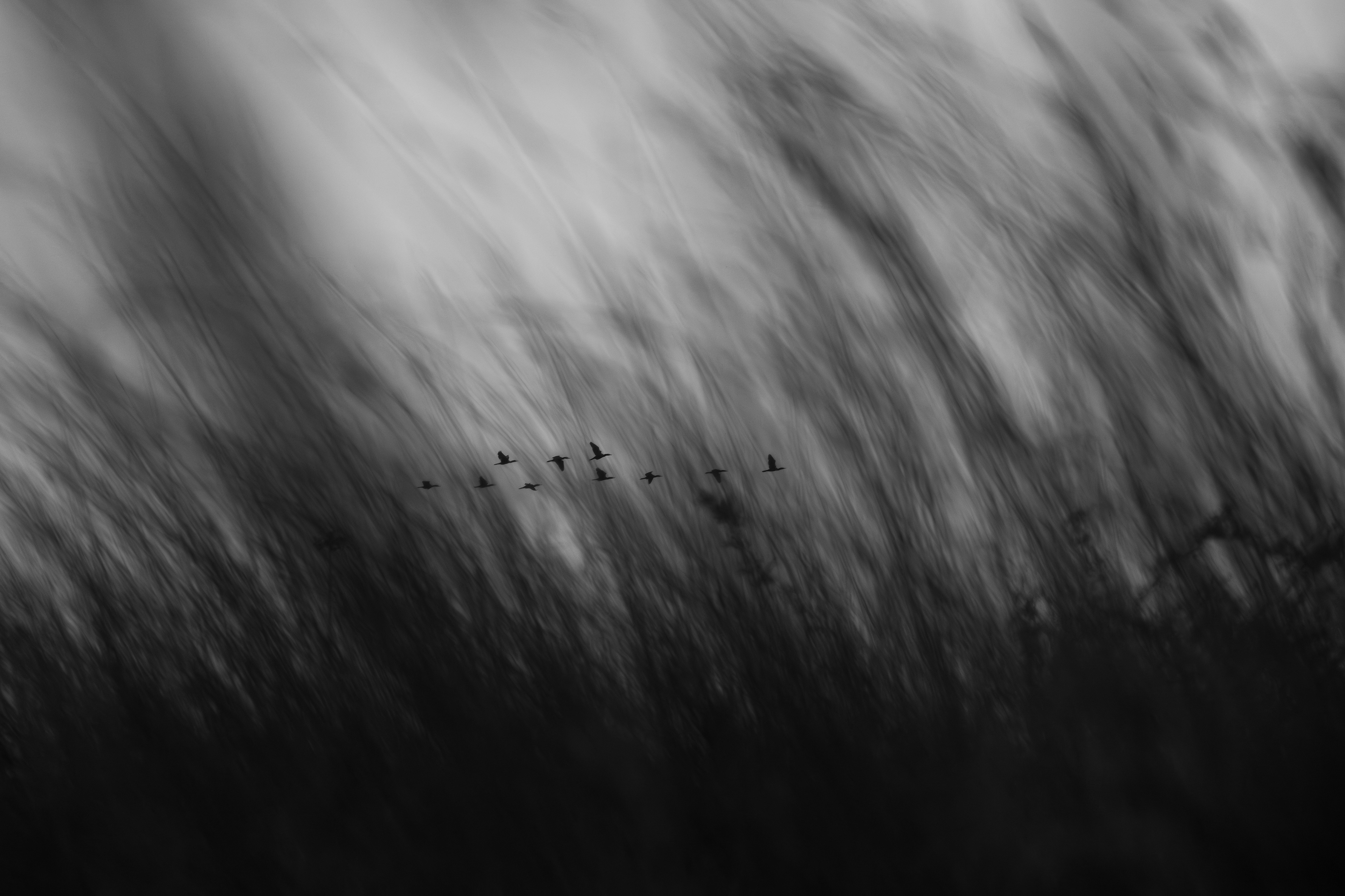 The Art of Flight- Visual Poetries