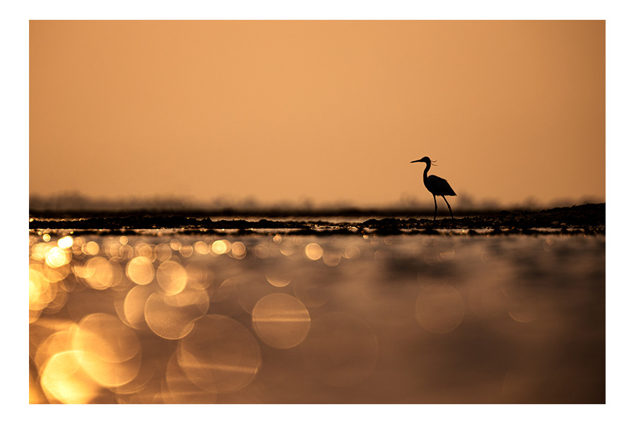 The Egret