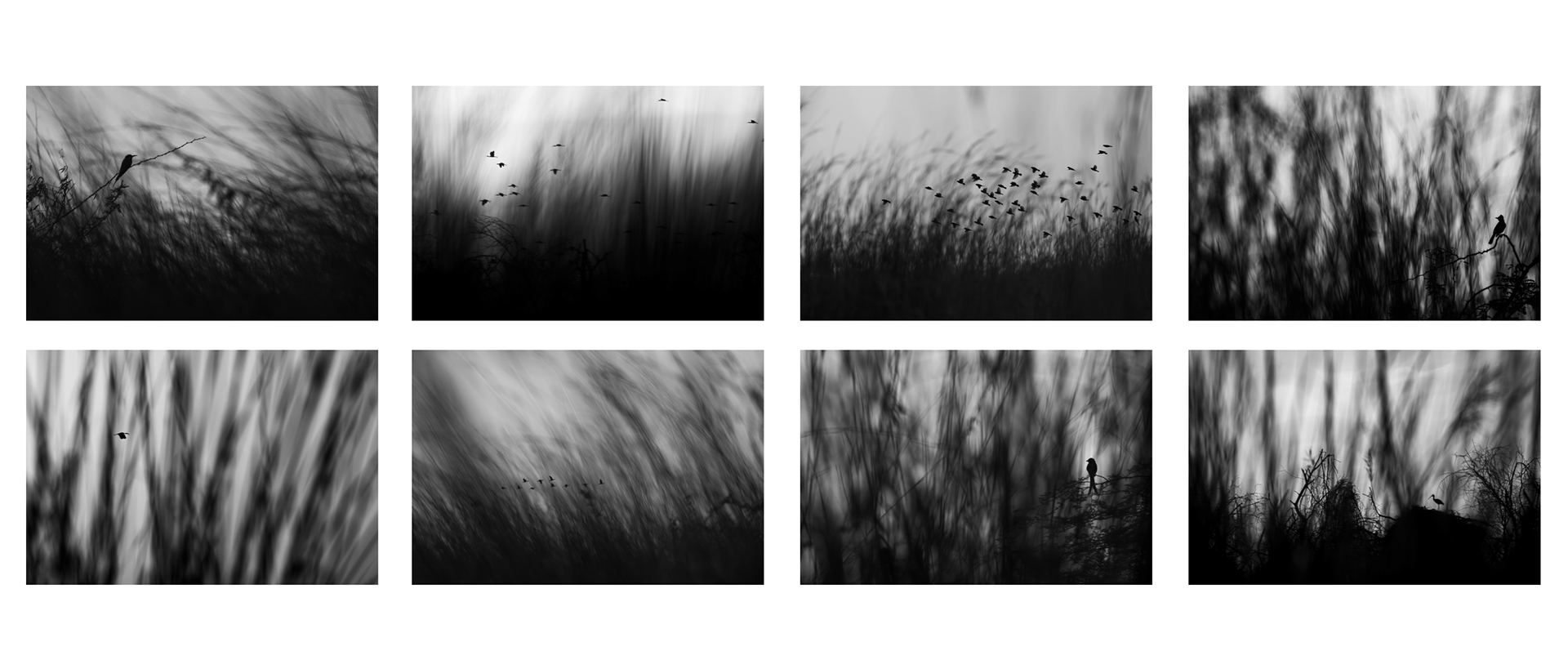 The Foreground Canopy- Monovisions