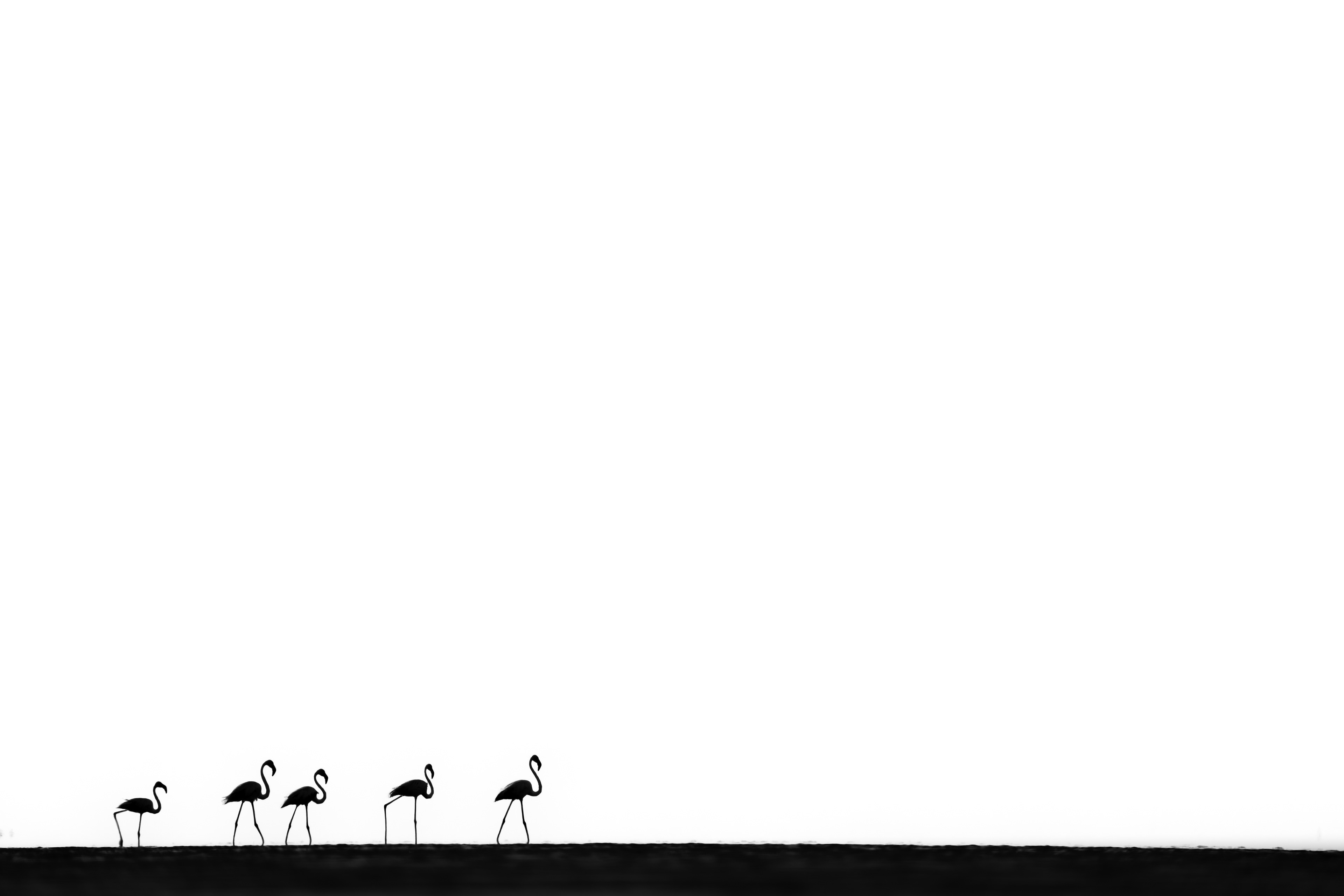 March of Stillness- Birdo Bird Photographer of the Year