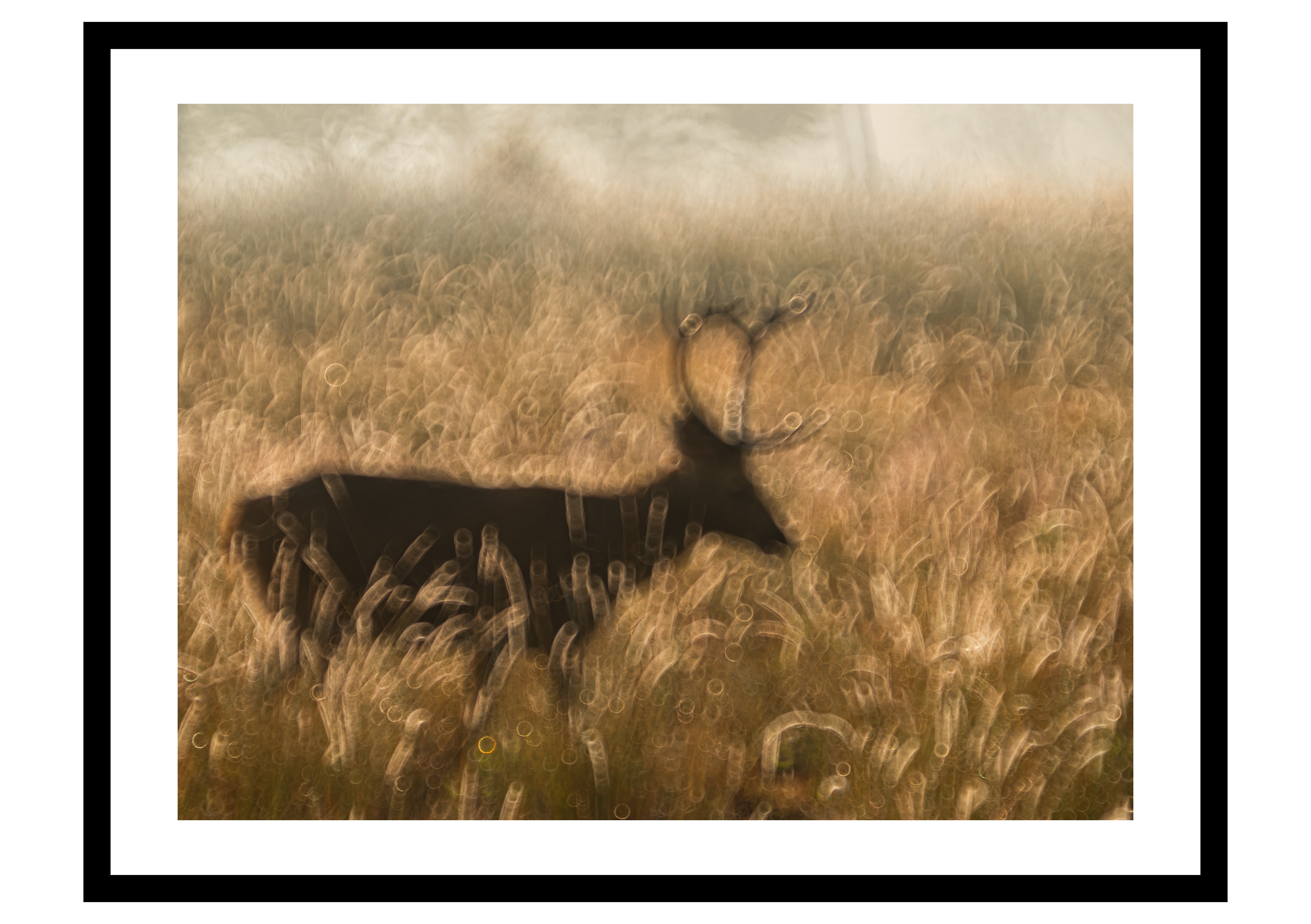 The Barasingha