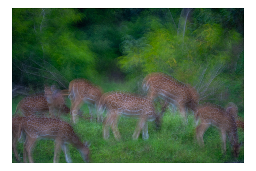 Spotted Wonders