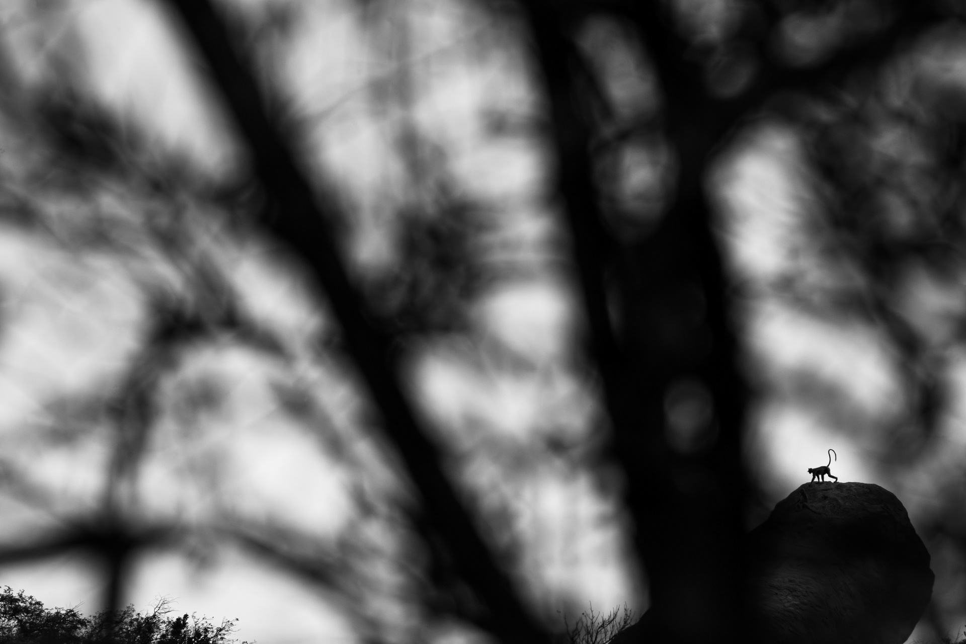 On its Throne-DJMPC, Maria Luisa, Visual Poetries