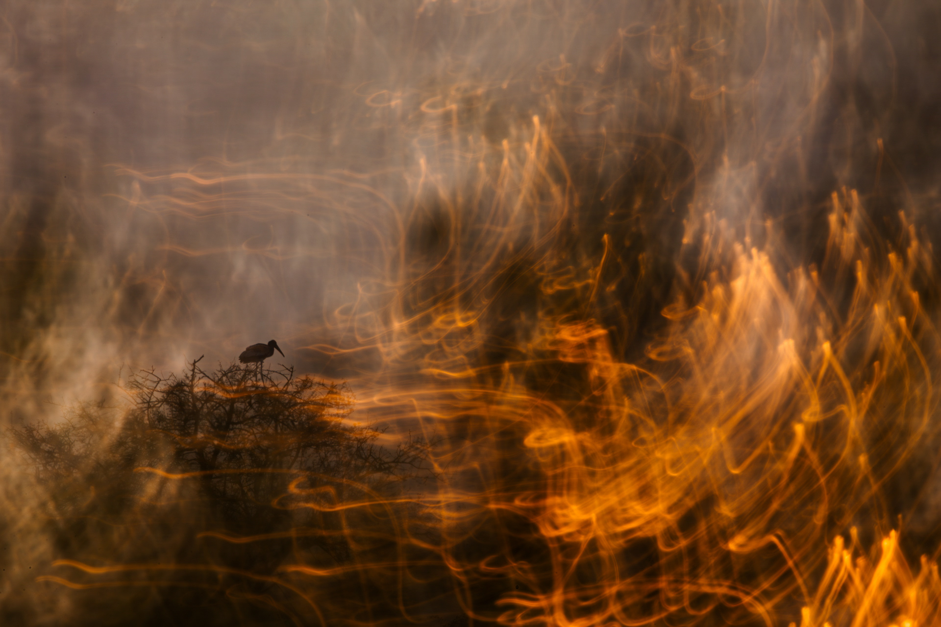 The Ember veil-FIO wild Bird