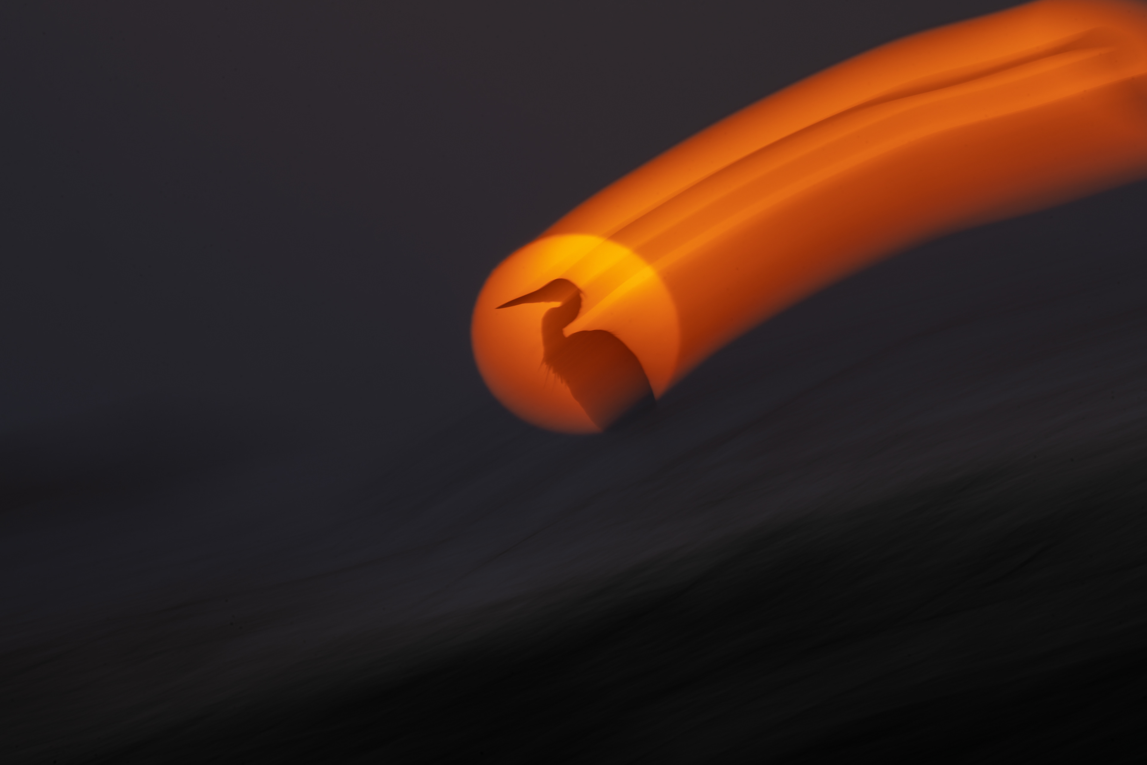 Solar Drift- Birdo Bird Photographer of the Year