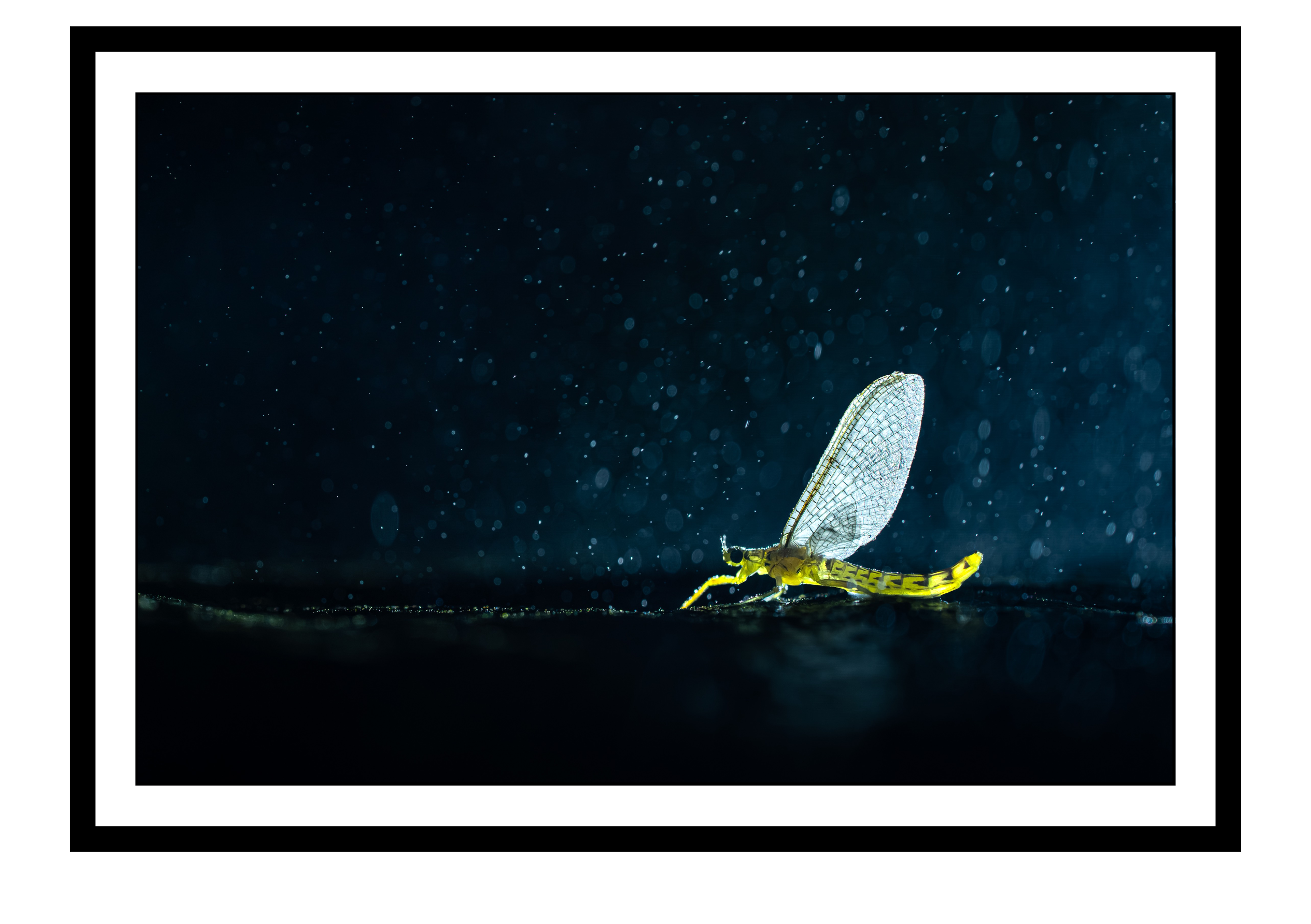 The Last Dance