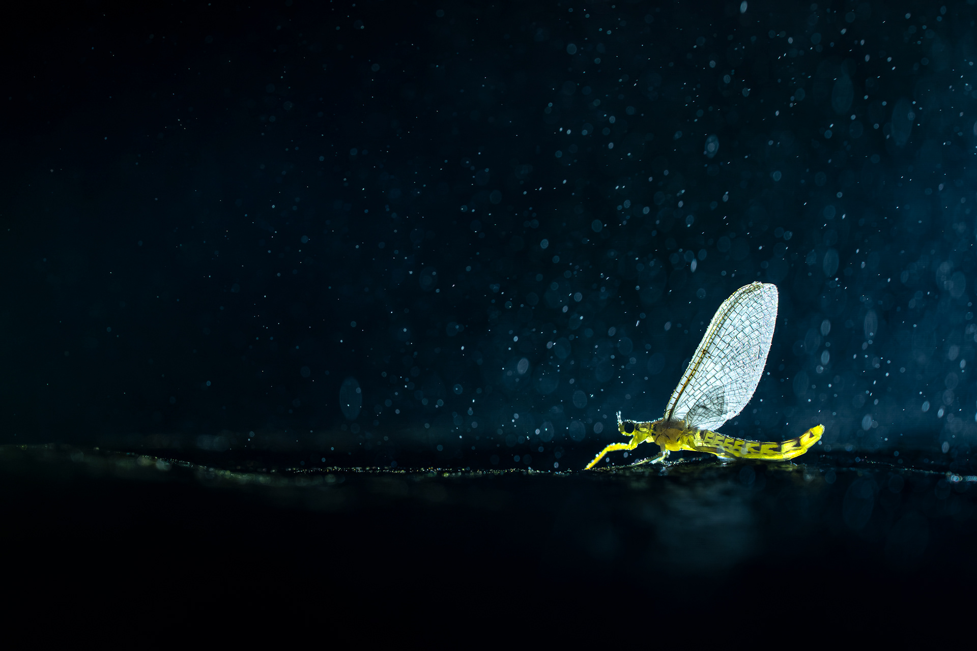 The Last Dance-Festival-oiseau