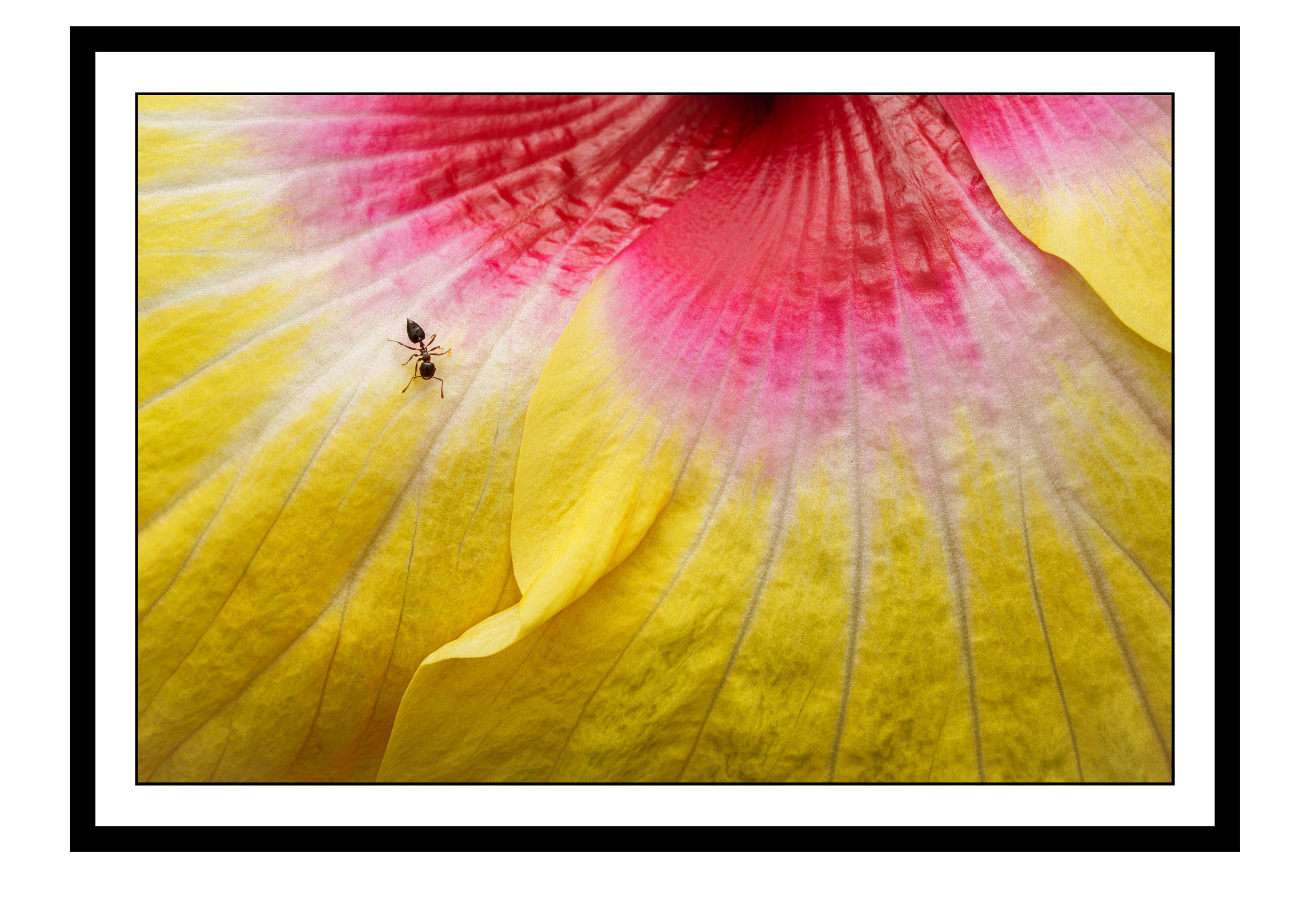 Nectar's Trail