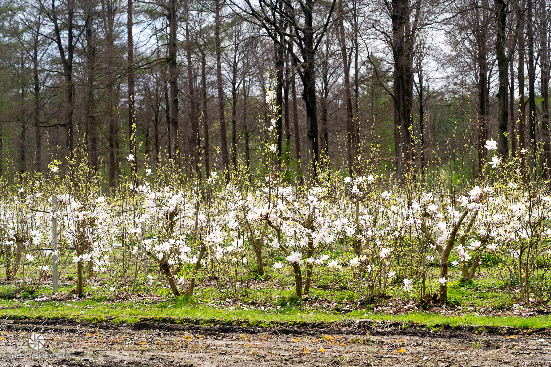 Meerdere kwekerijen van tulpenbomen