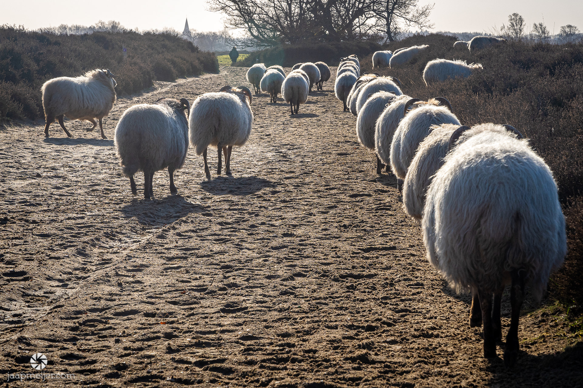 De herder laat het allemaal lekker gebeuren.