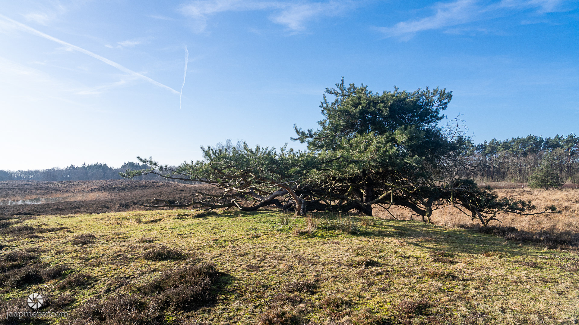Zwerfdennen die ik vooral van de Veluwe ken.