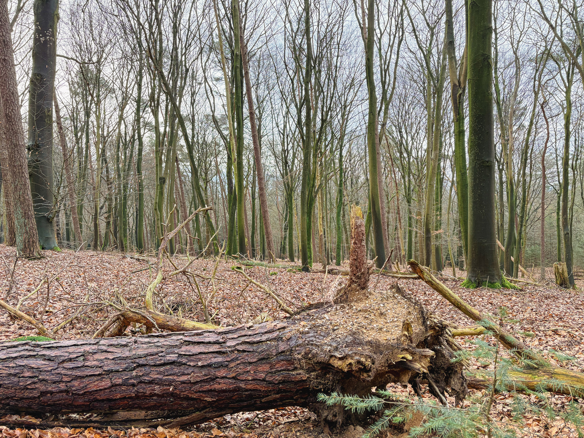 Beukenbos met de gladde stammen