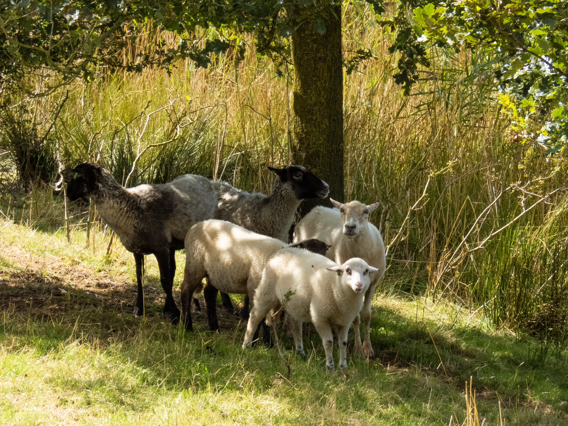 Schapen die ter begrazing worden ingezet