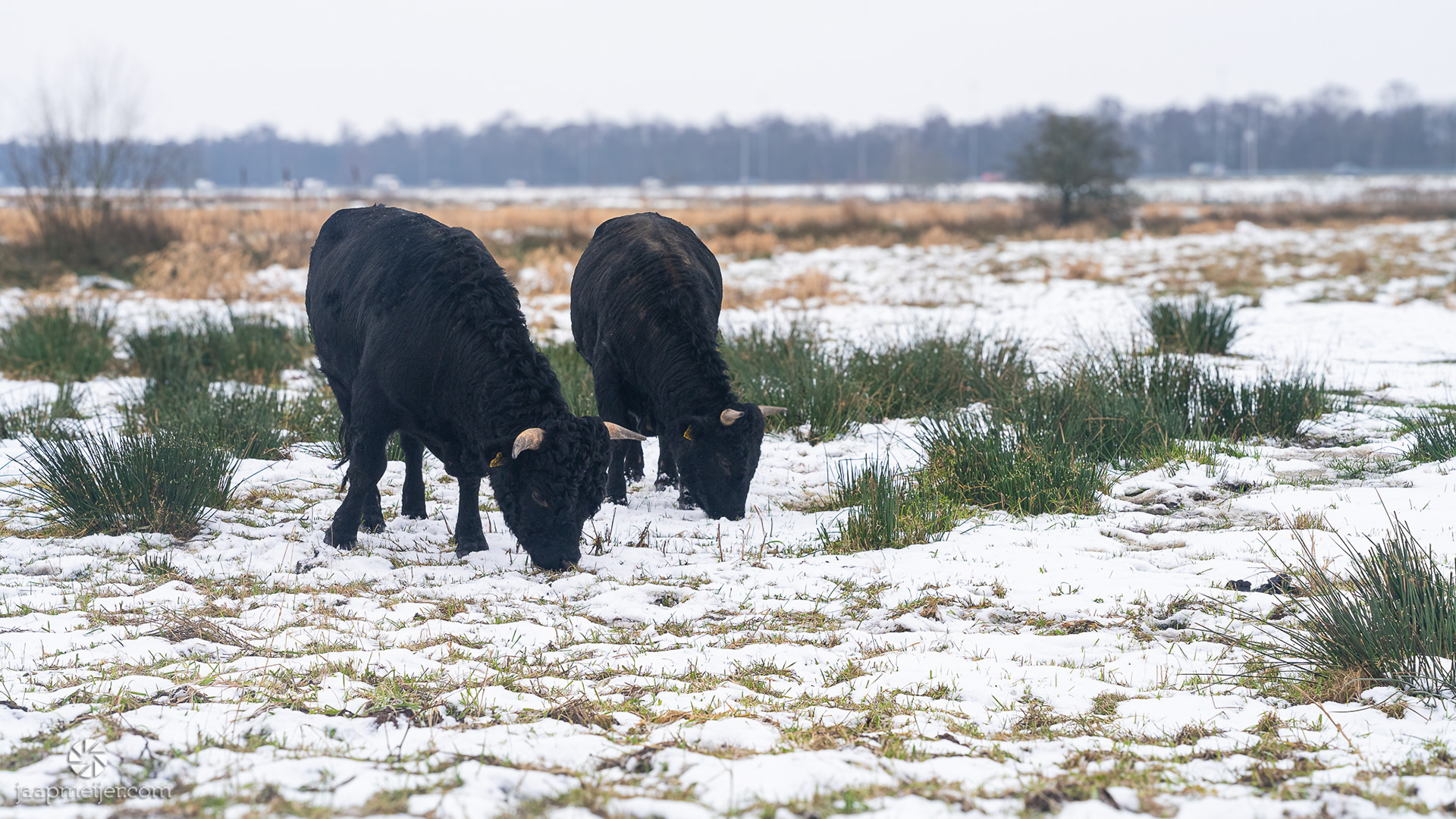 Fraaie Galloway runderen tussen Haren en rijksweg A28