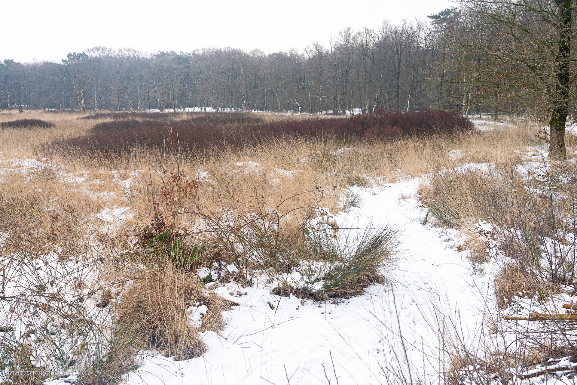 Het Grote Veen bij Appèlbergen
