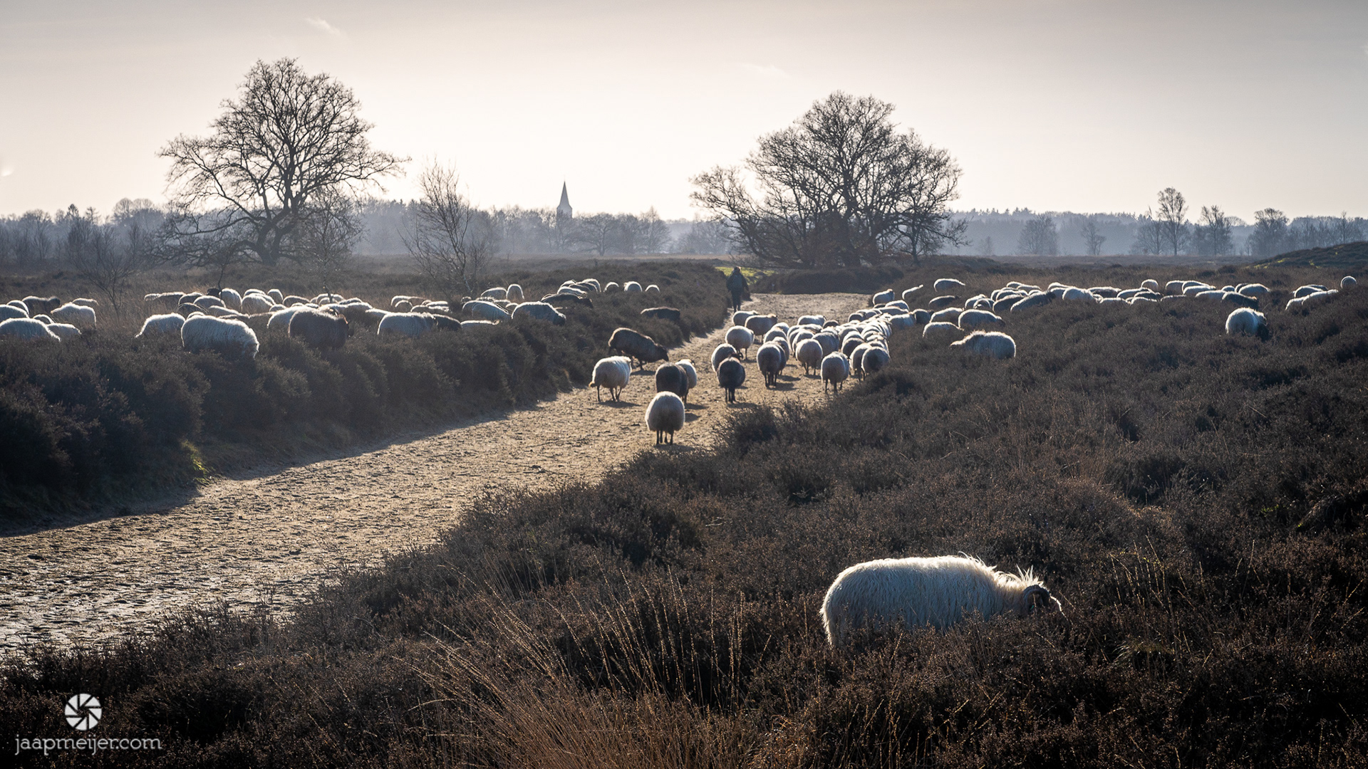 Met de kerktoren van Rolde in zicht, overloop ik de schaapskudde van het Balloërveld