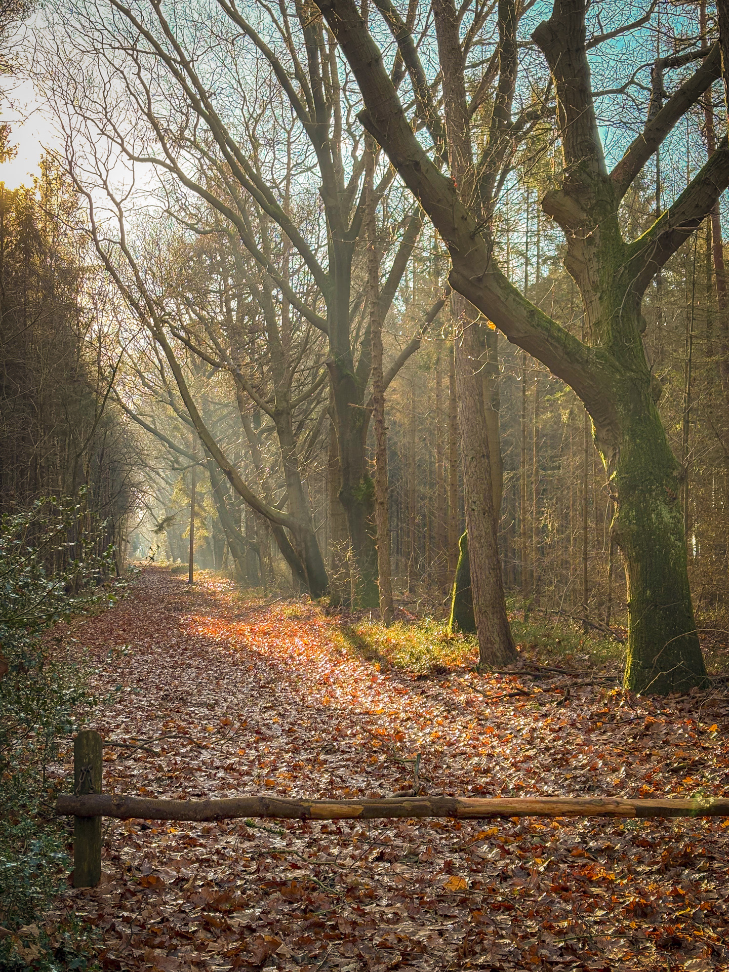 Prachtige stille laan
