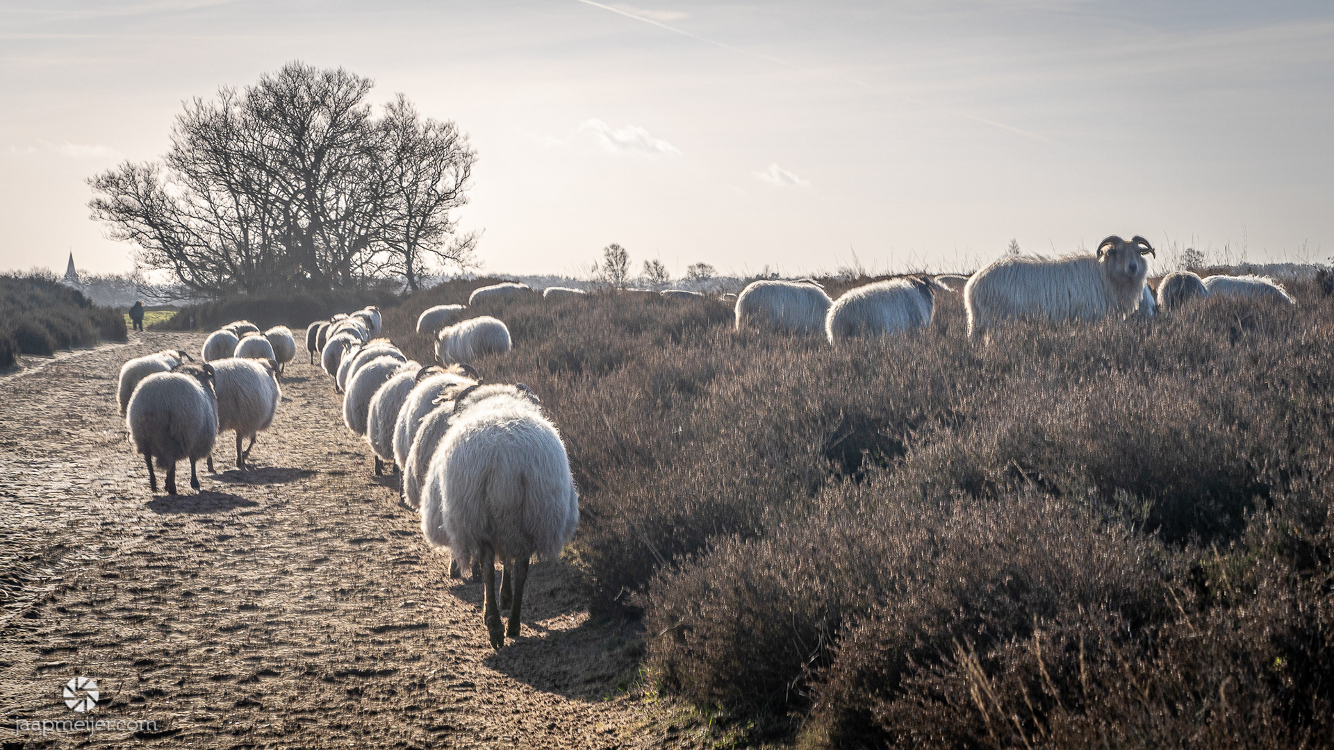 De schapen kennen de locatie overduidelijk.
