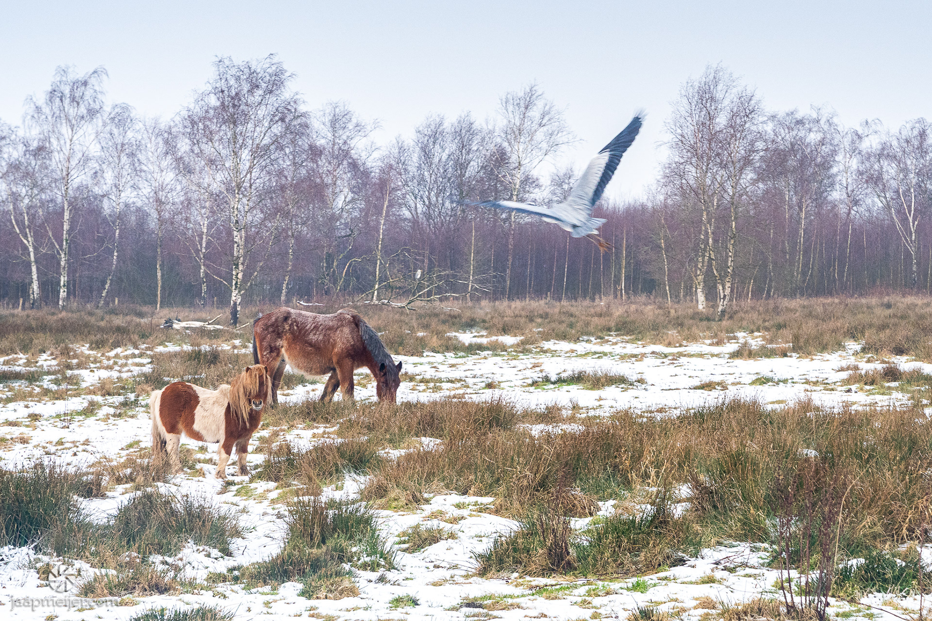 Een onverwacht stuk natuur tussen Groningen en Haren.: Lokland. 