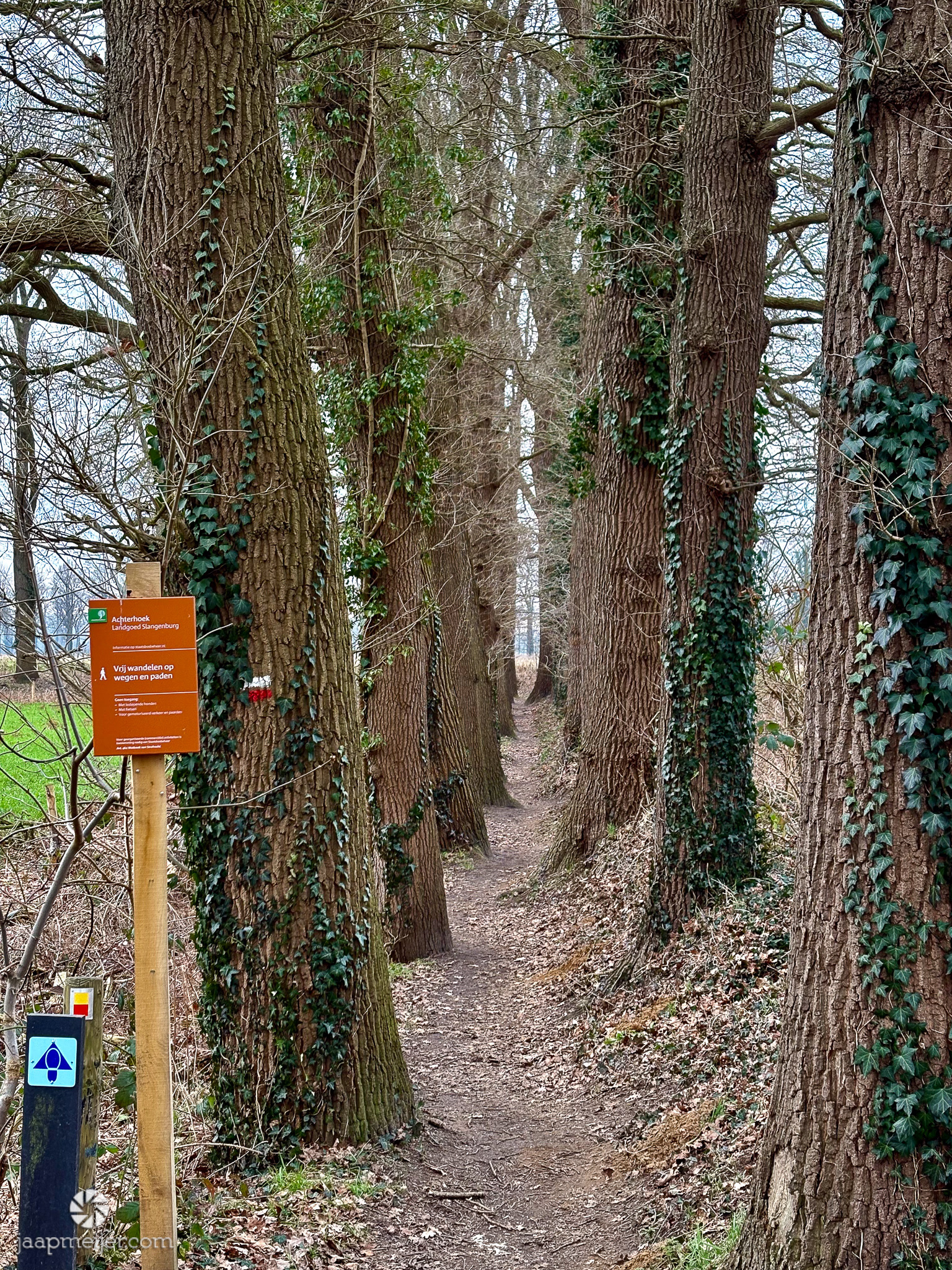 Een wel heel smal pad met machtige bomen