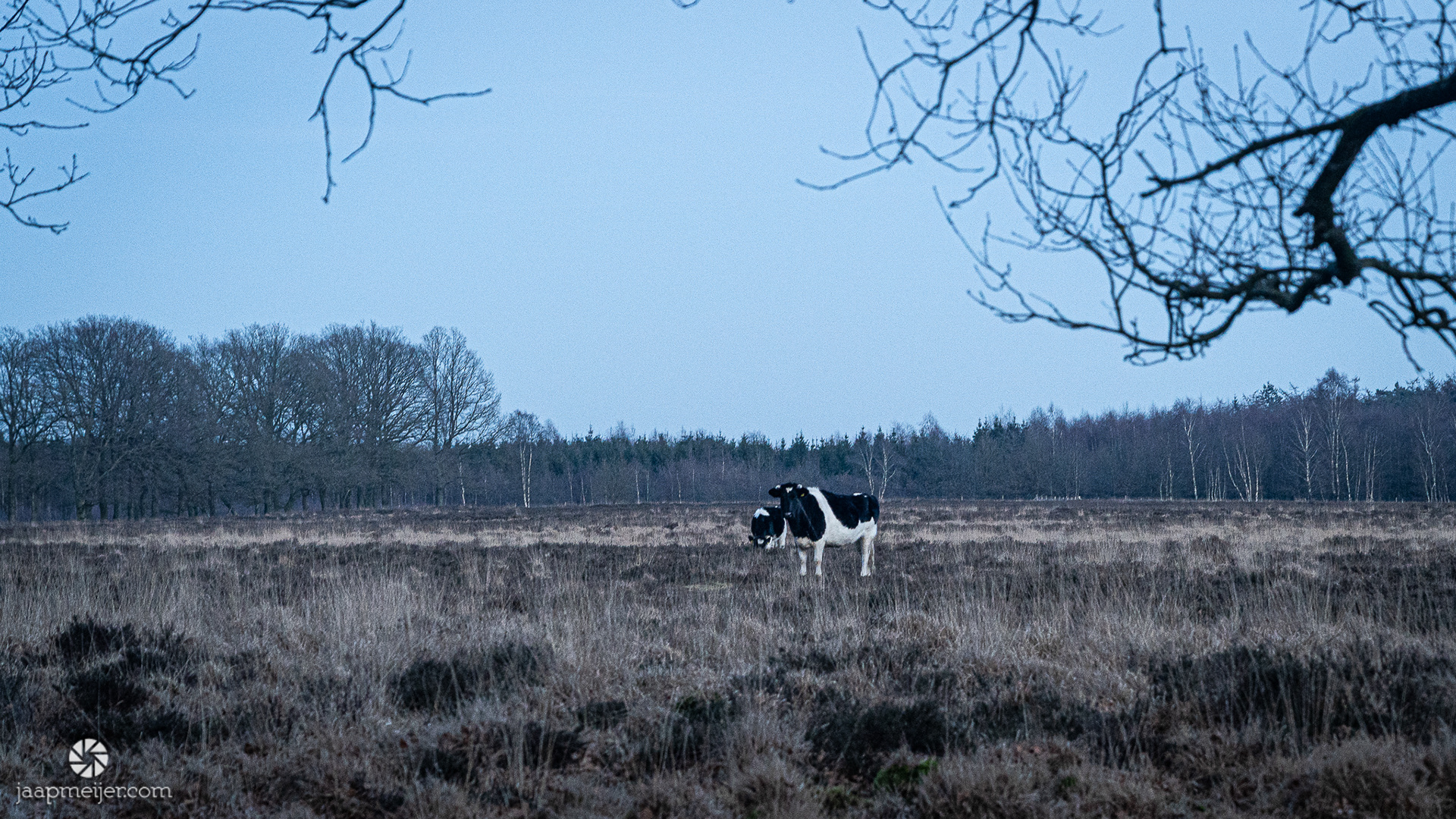 Naast schapen ook gewone Hollandse koeien of de hei?! Vreemd gezicht.