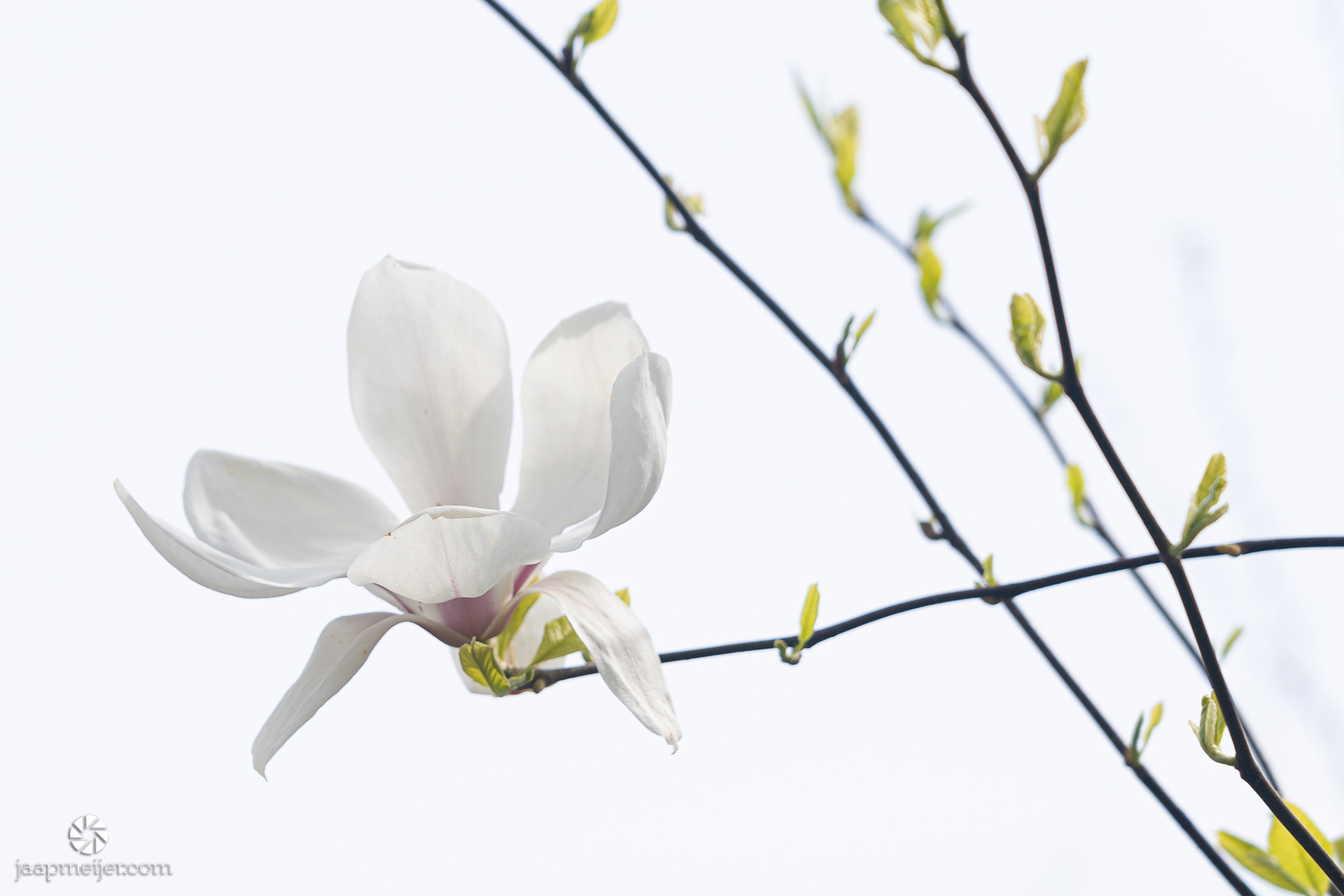 Tulpenboom in volle bloei