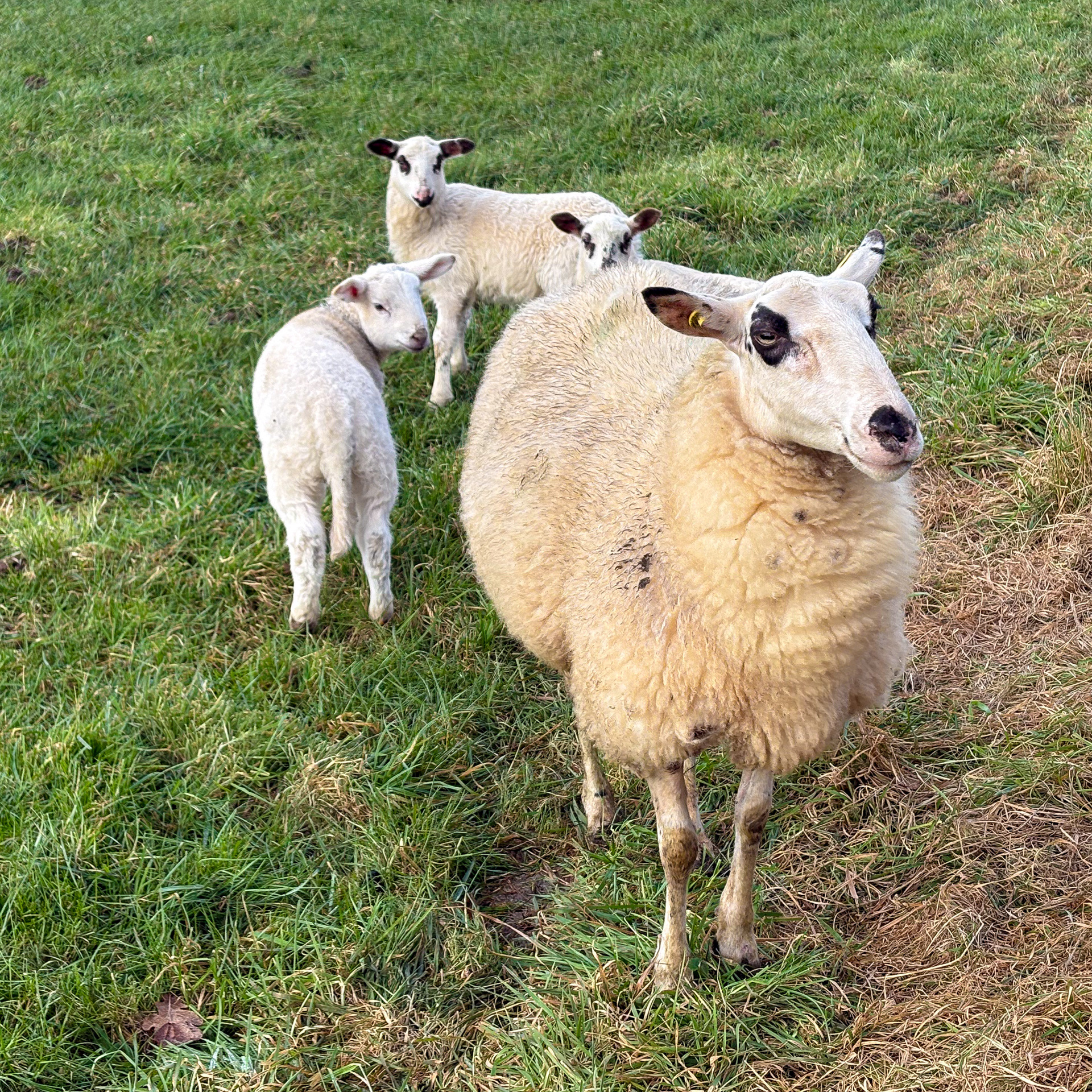 De eerste lammetjes