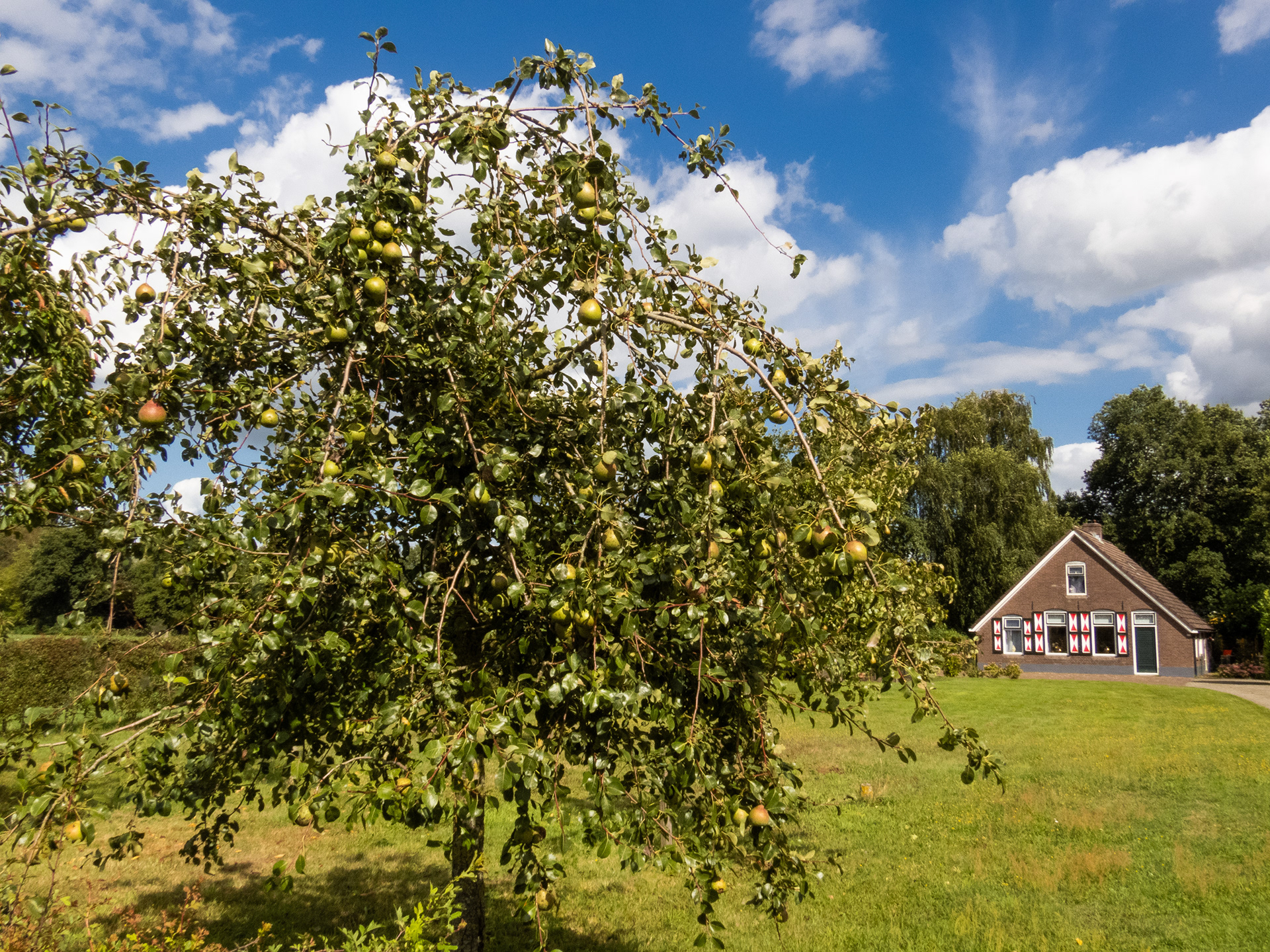 Het fruit doet het hier goed