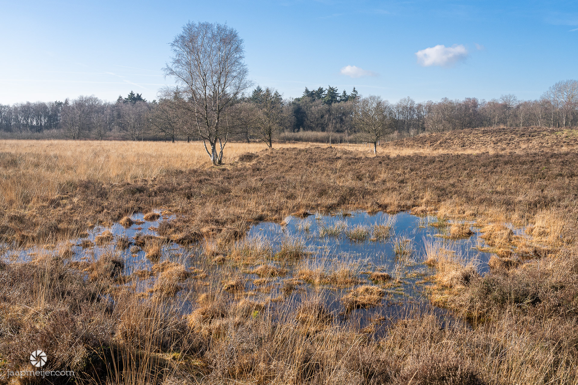 Ook deze vennetjes doen me denken aan 'mijn' Hoge Veluwe.