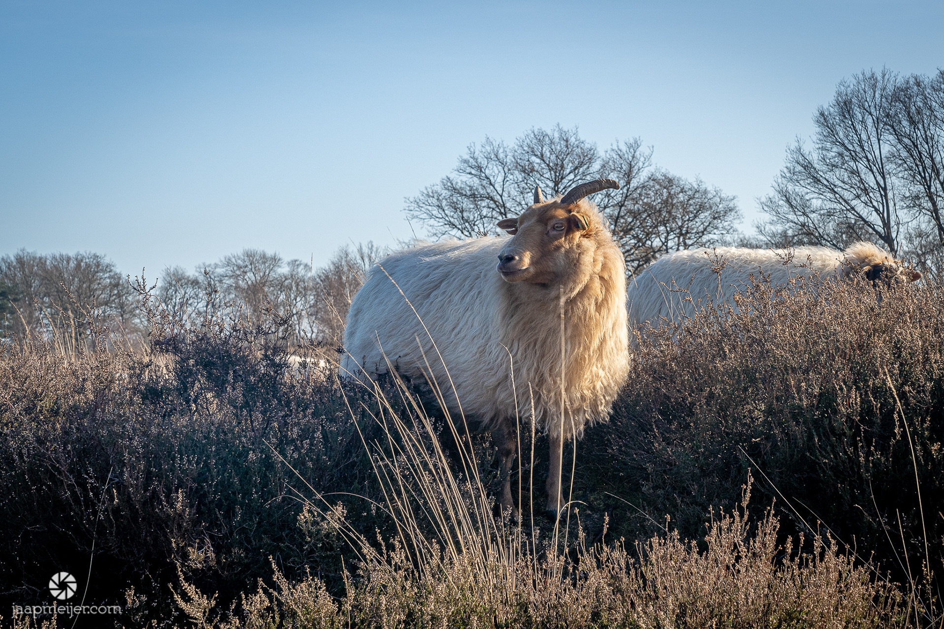 Mooie dieren.