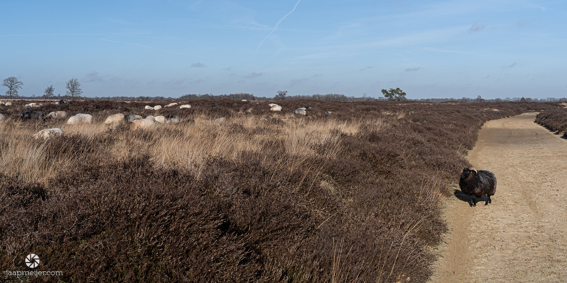 Tja, je zal het zwarte schaap van de kudde maar zijn. Lonely.