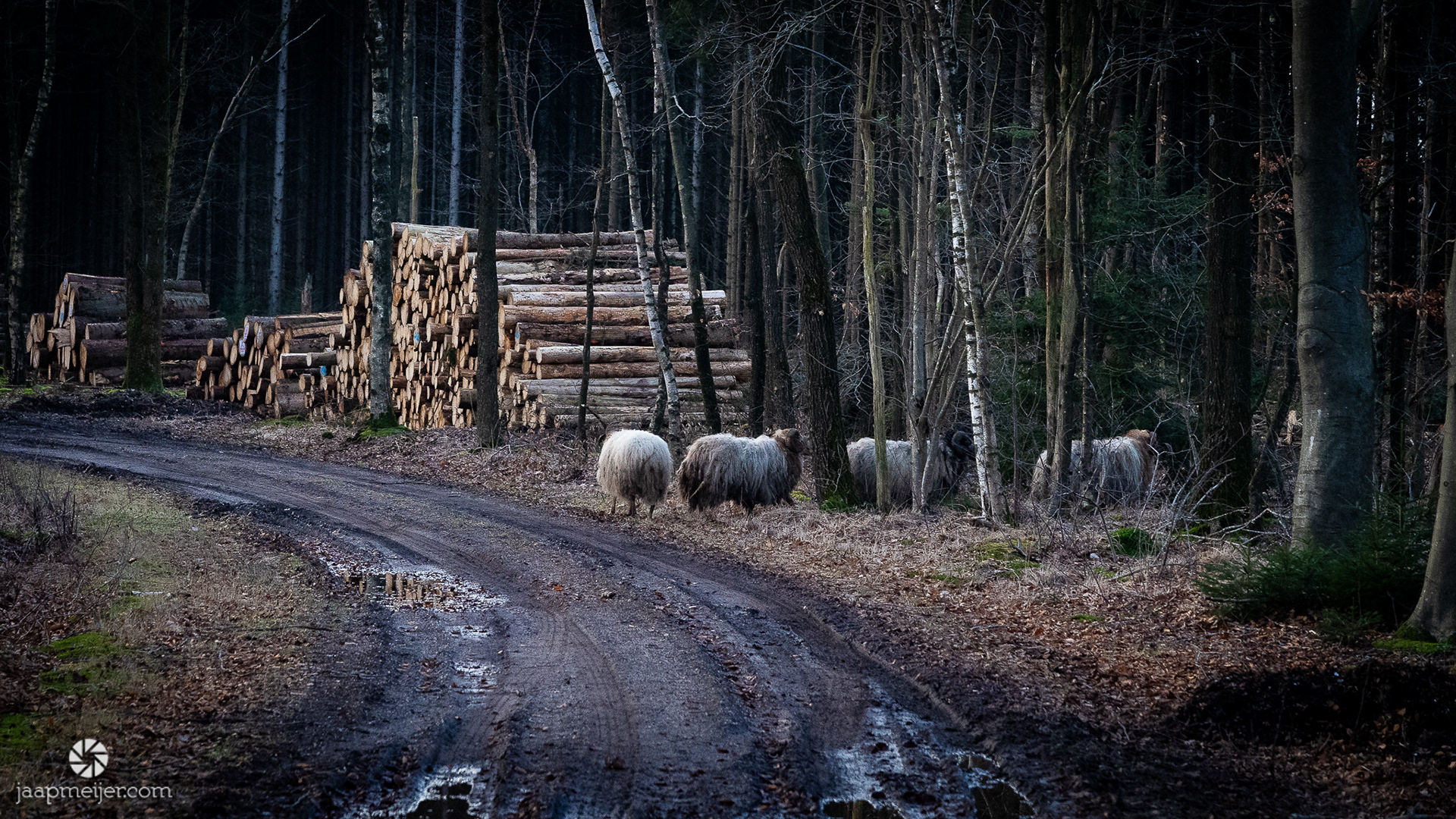 Schapen in schemerig bos.