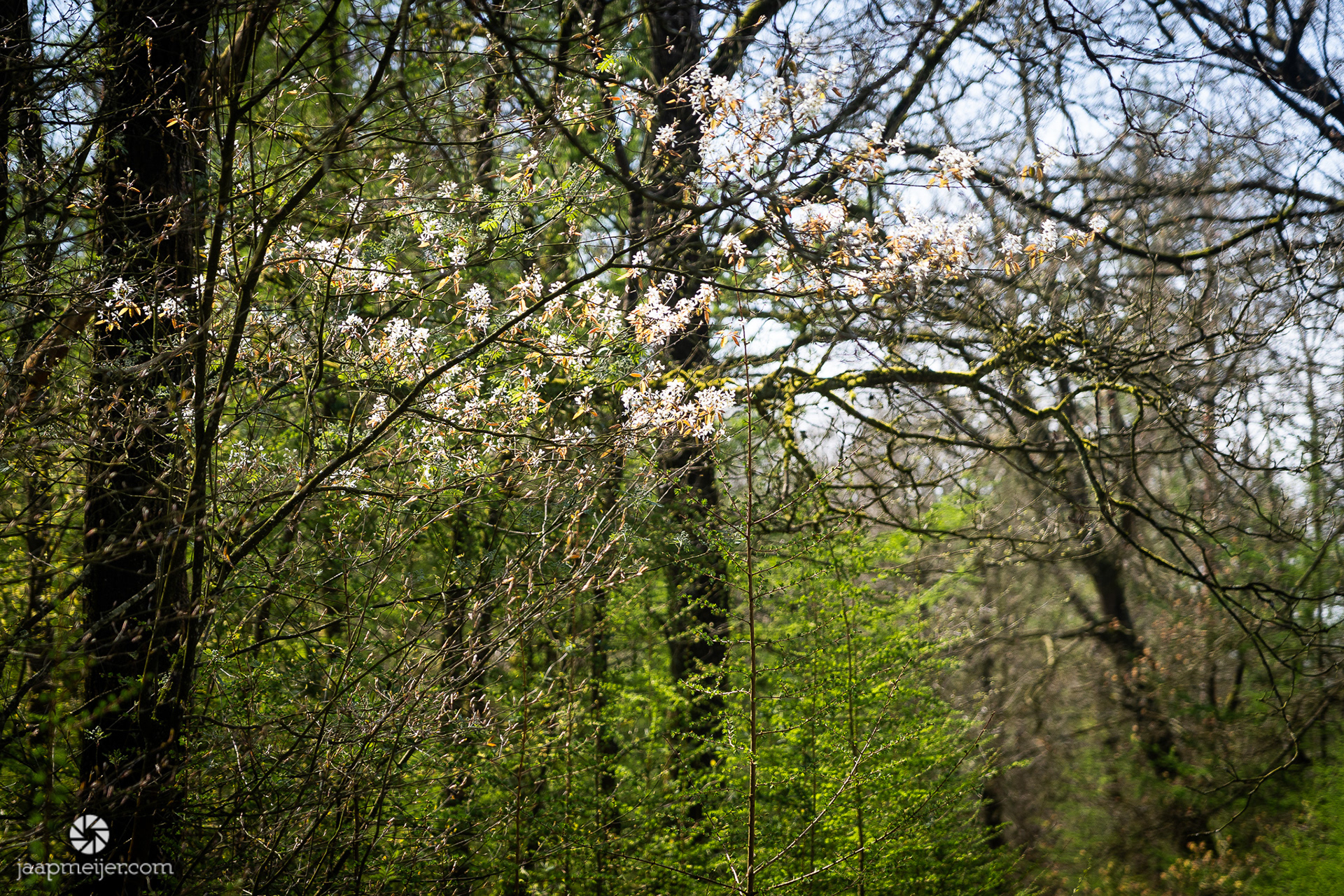 De krentenbloesem is overal in het bos te zien.