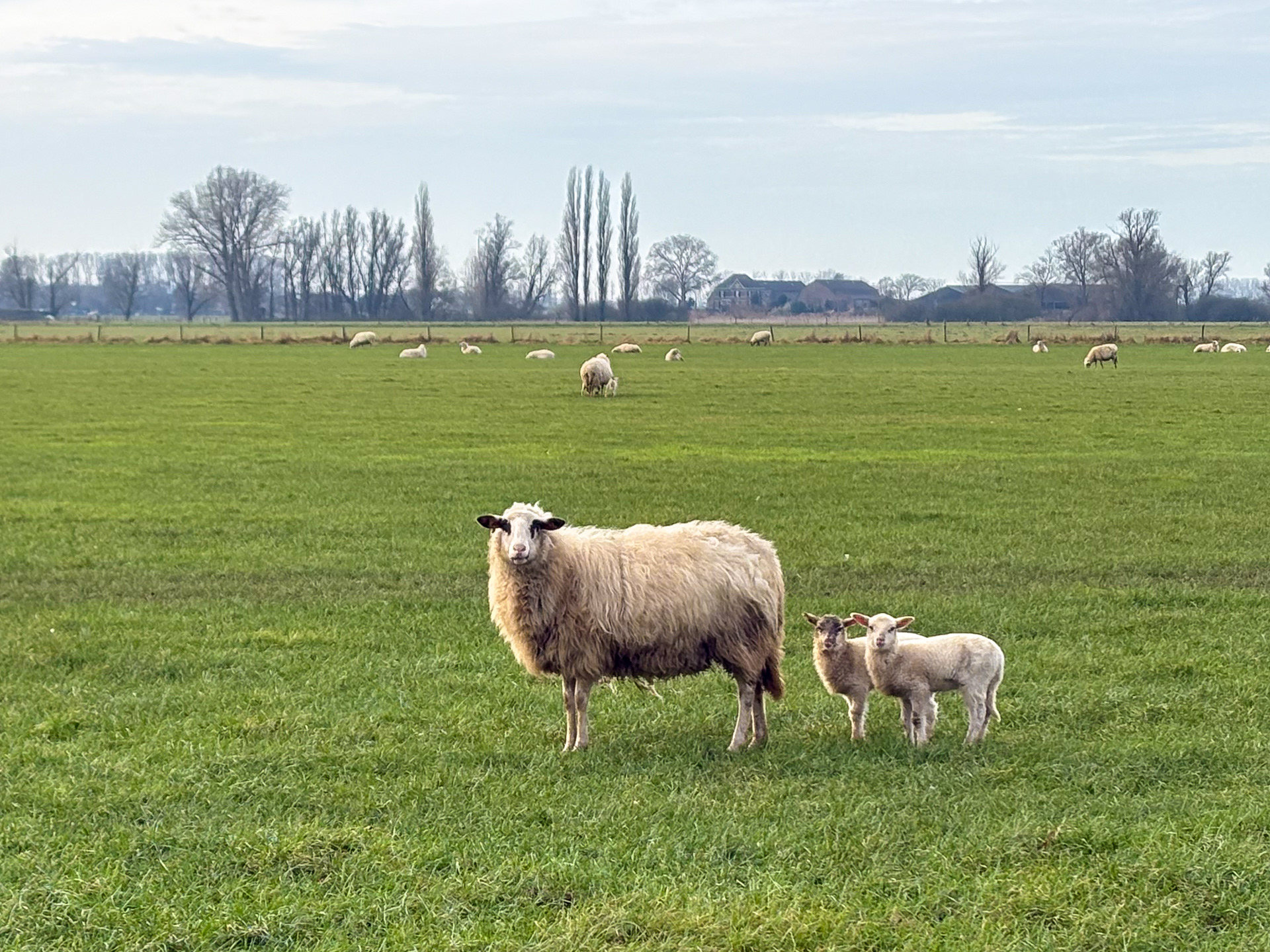De eerste lammetjes