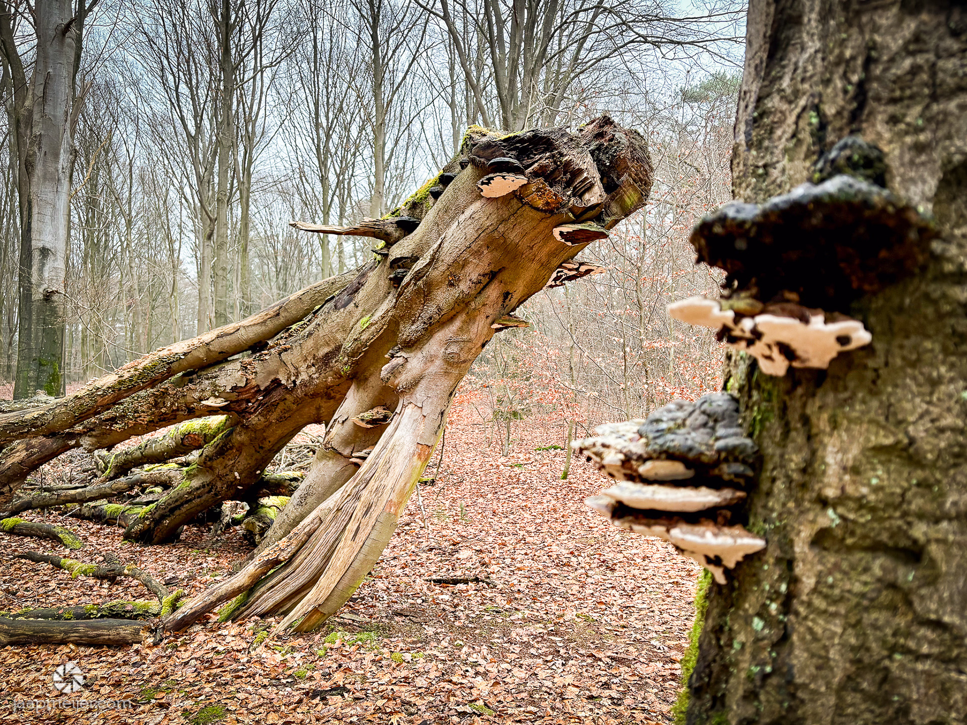 Dood in het bos