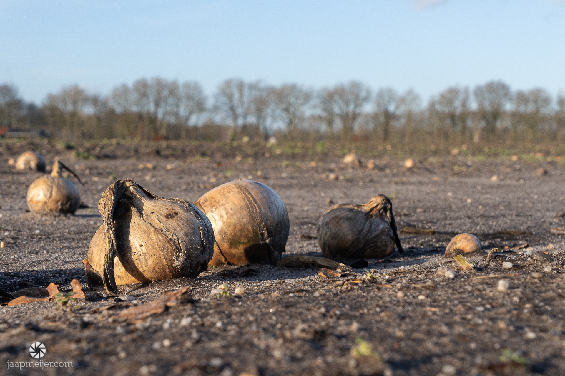 Hier en daar wat verloren uien op de akker.