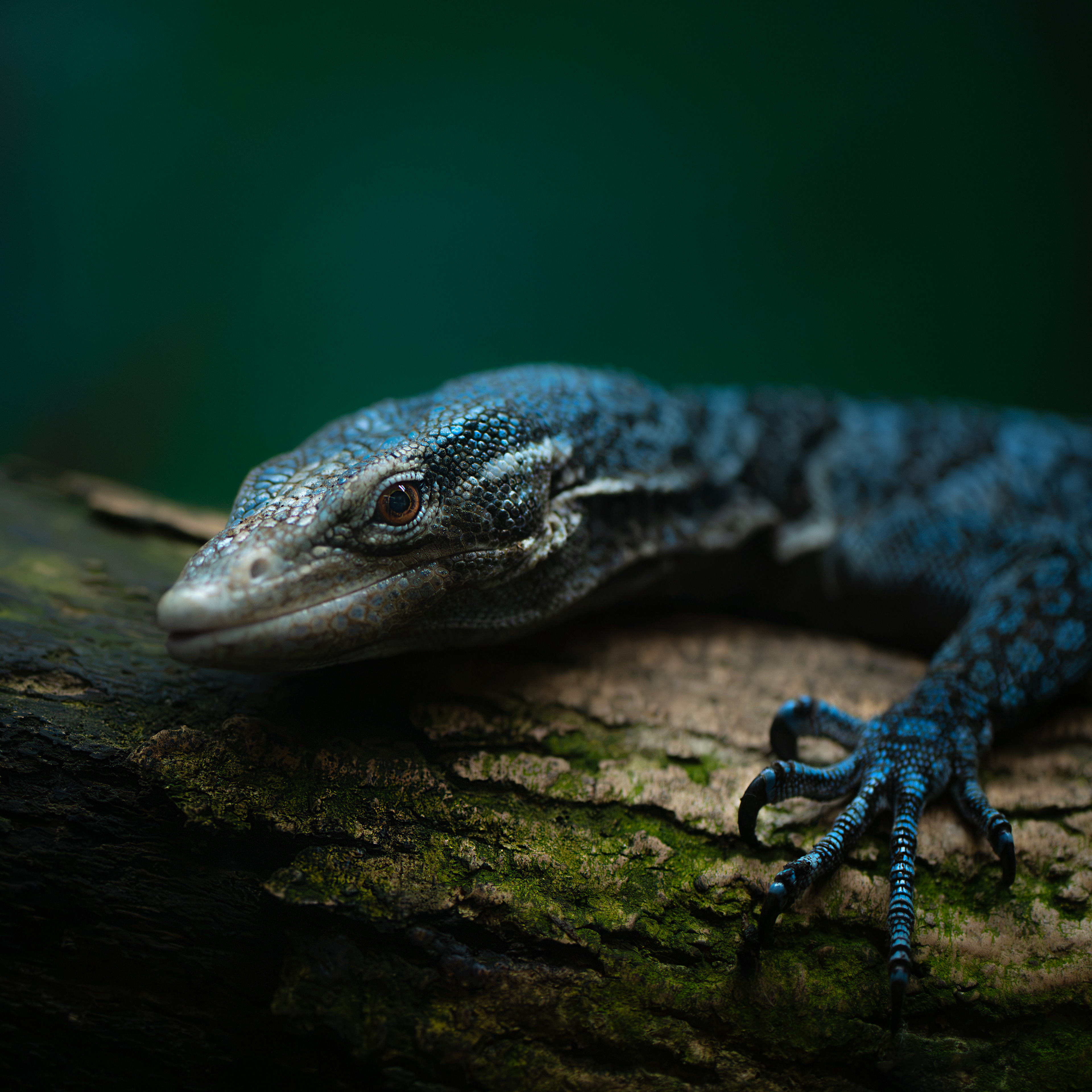 Blue tree monitor